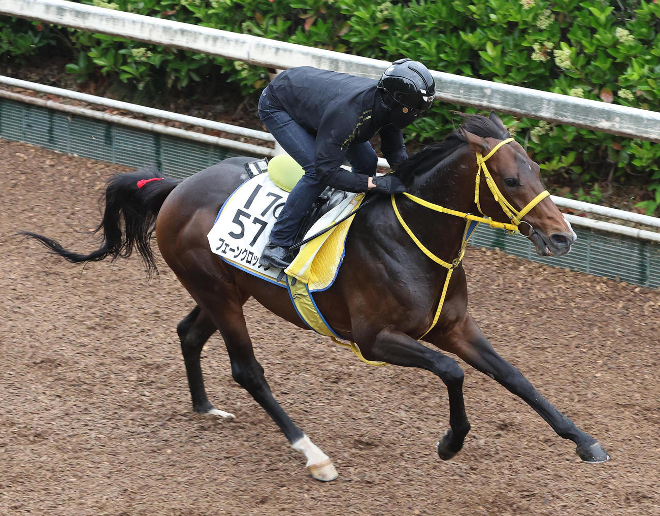 坂路を単走で追い切るフェーングロッテン（撮影・白石智彦）