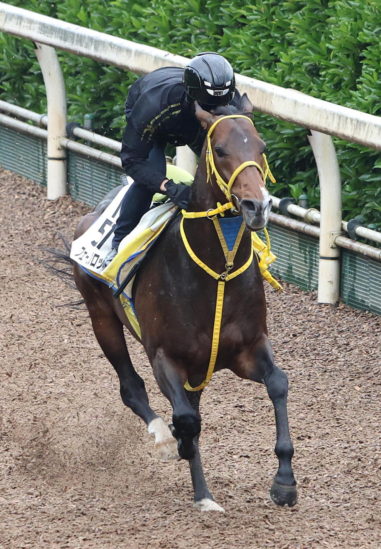坂路を単走で追い切るフェーングロッテン（撮影・白石智彦）