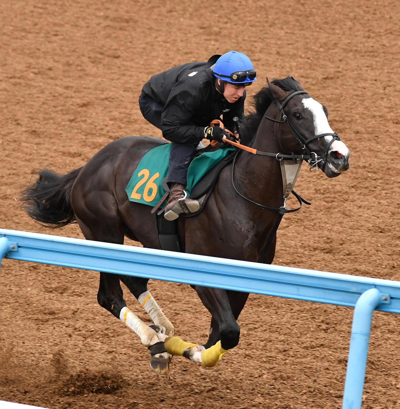 5月31日、レーン騎手を背に追い切るシュトラウス（撮影・柴田隆二）