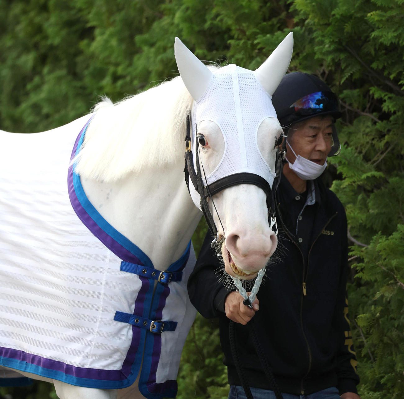 厩舎周りで運動するソダシ（撮影・白石智彦）