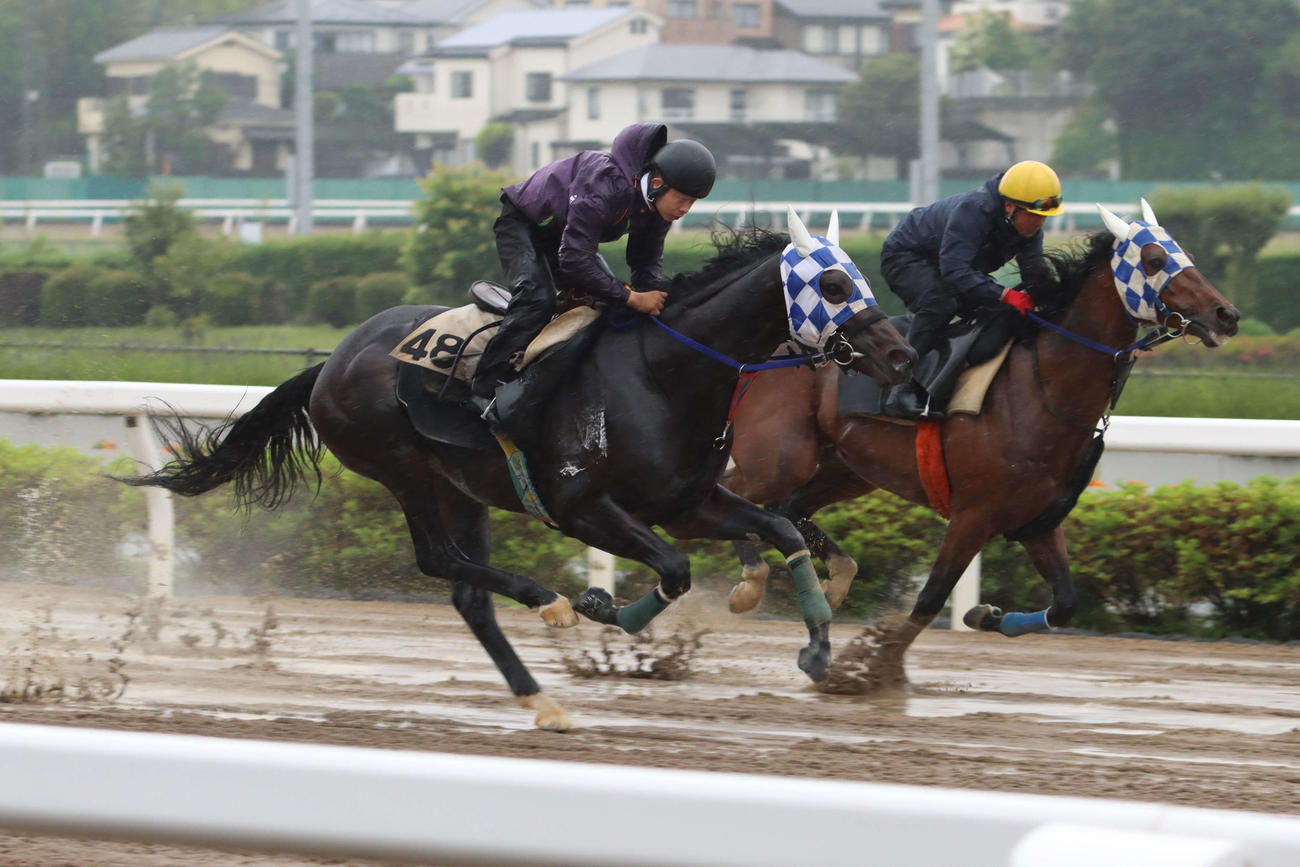 トーセンレビュー（右）と併せ馬で追い切るヒーローコール