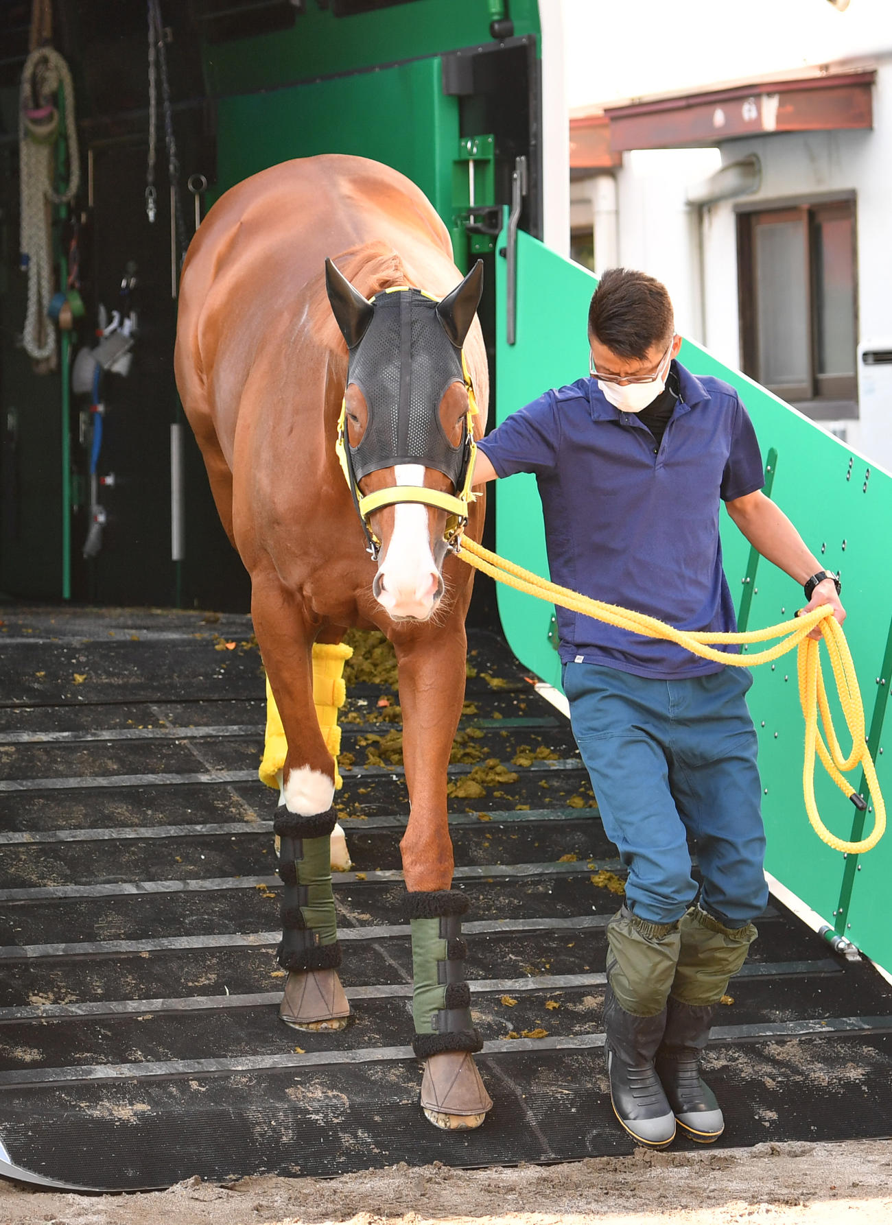 東京競馬場に到着したジャックドール（撮影・柴田隆二）