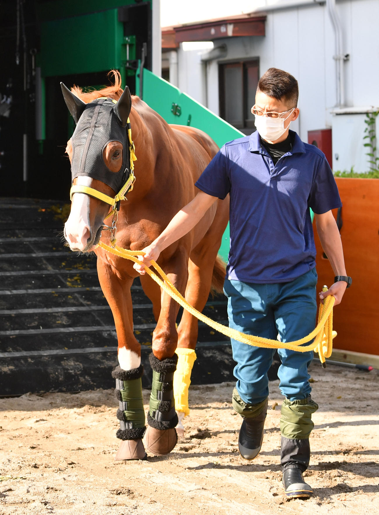 東京競馬場に到着したジャックドール（撮影・柴田隆二）