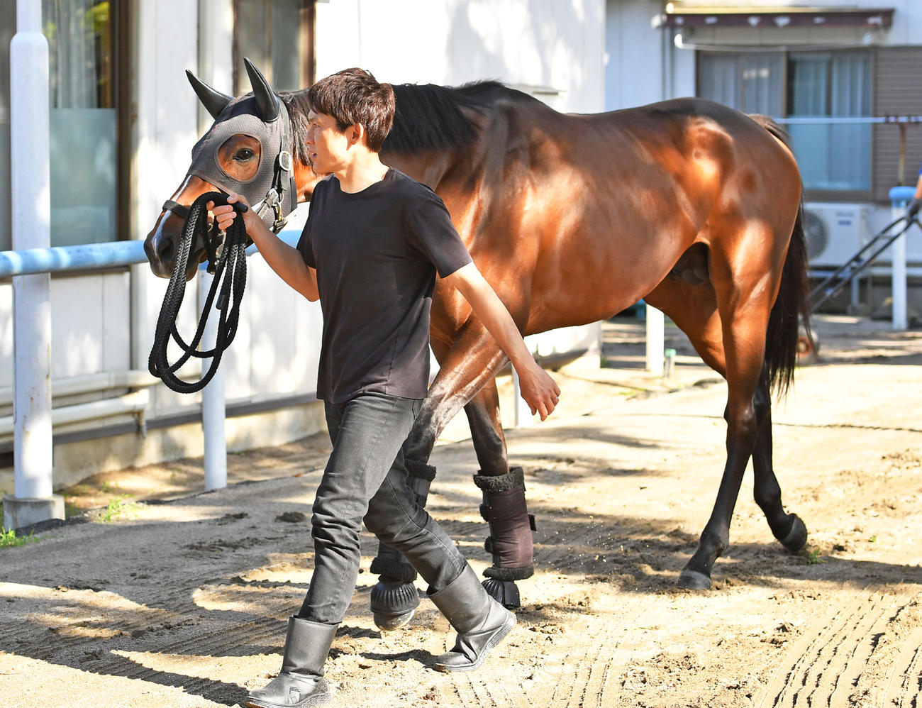 東京競馬場に到着したダノンスコーピオン（撮影・柴田隆二）