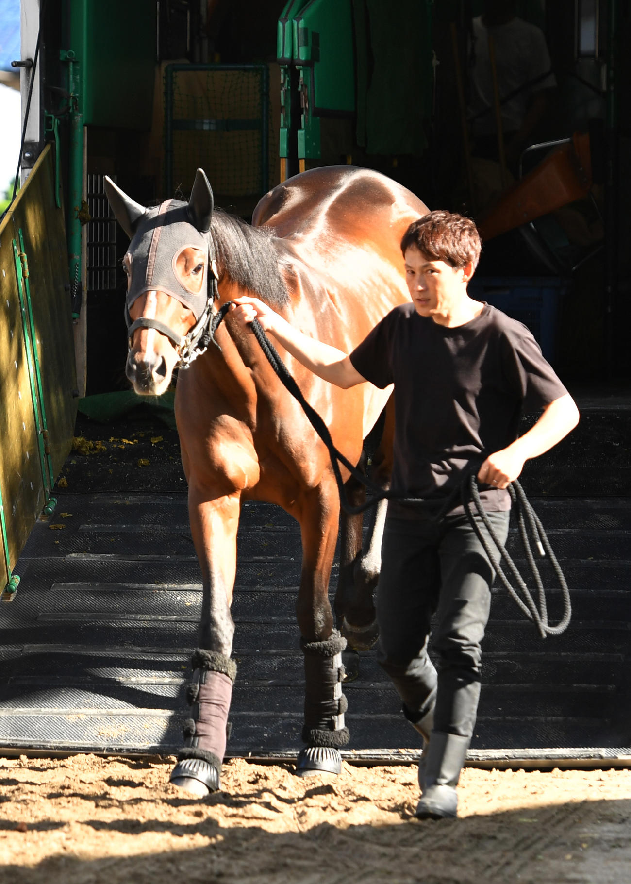東京競馬場に到着したダノンスコーピオン（撮影・柴田隆二）