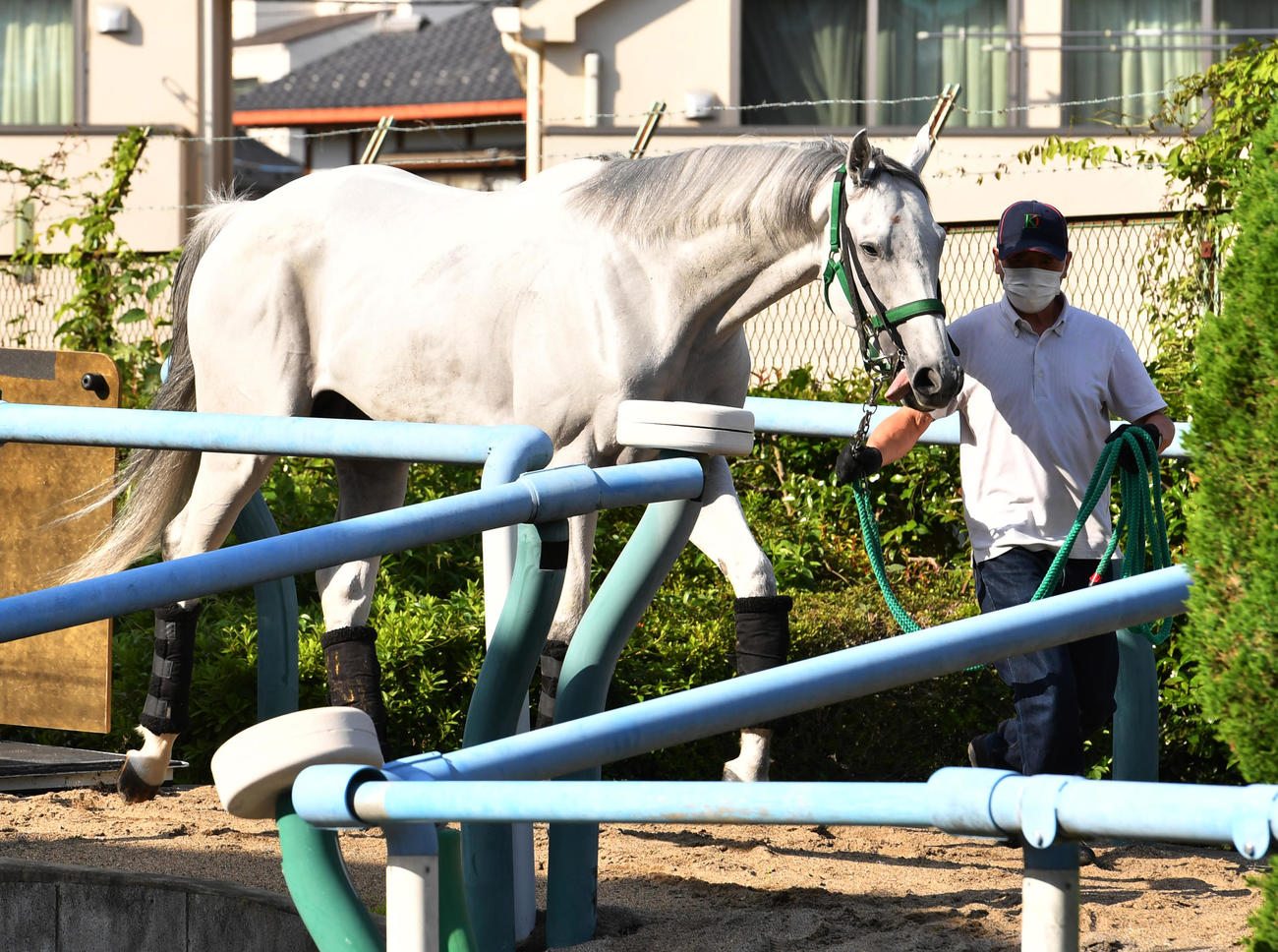 東京競馬場に到着したガイアフォース（撮影・柴田隆二）
