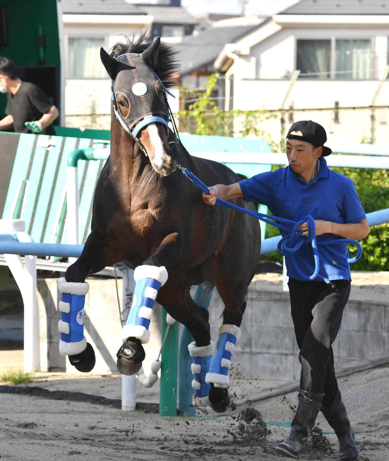 東京競馬場に到着したソウルラッシュ（撮影・柴田隆二）