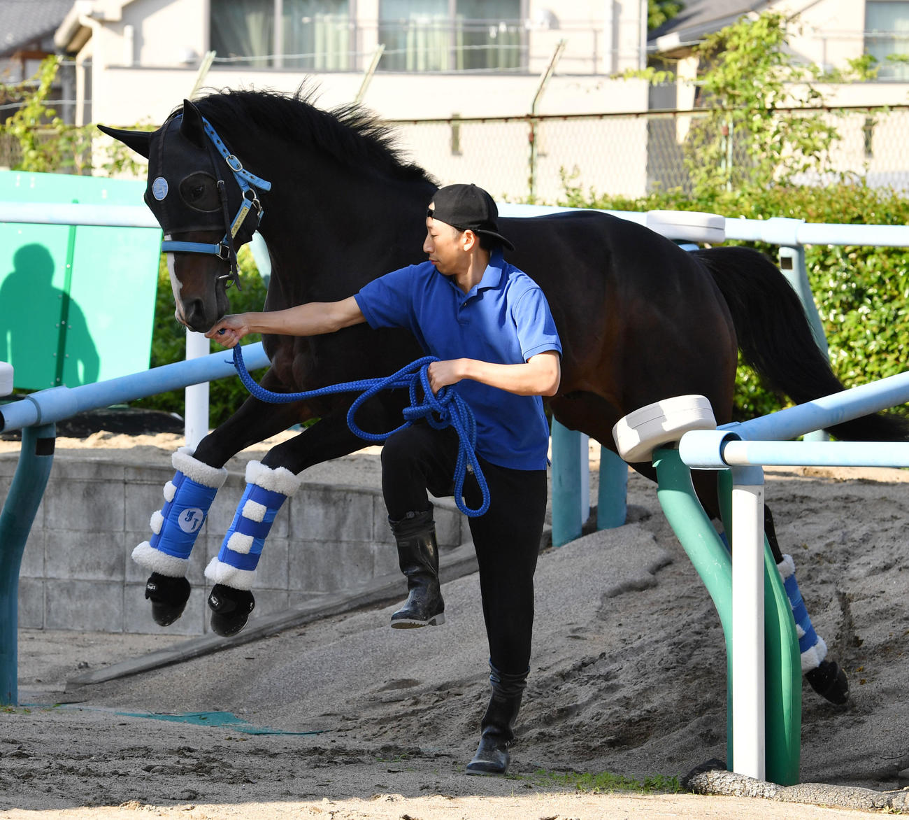 東京競馬場に到着したソウルラッシュ（撮影・柴田隆二）