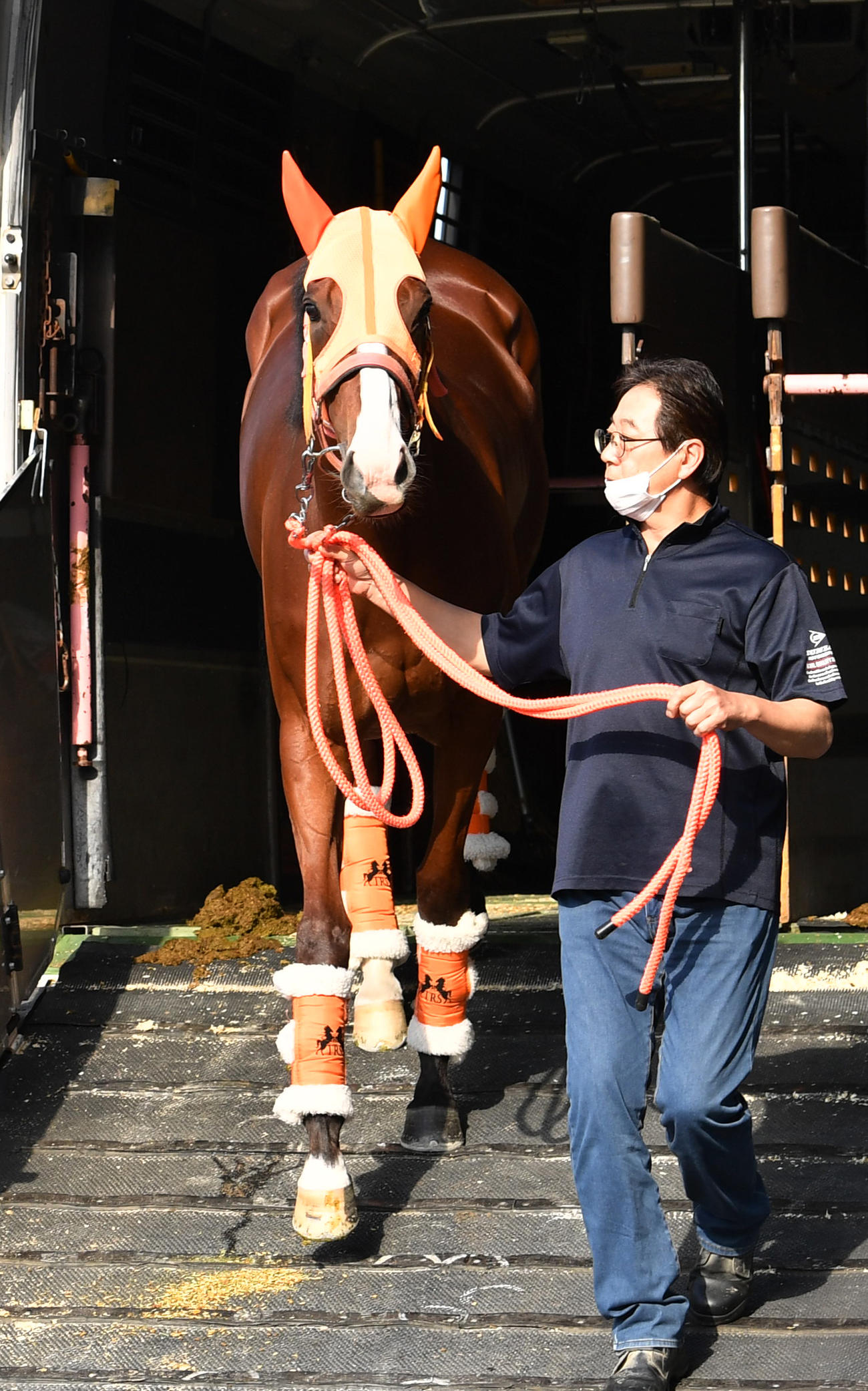 東京競馬場に到着したナミュール（撮影・柴田隆二）