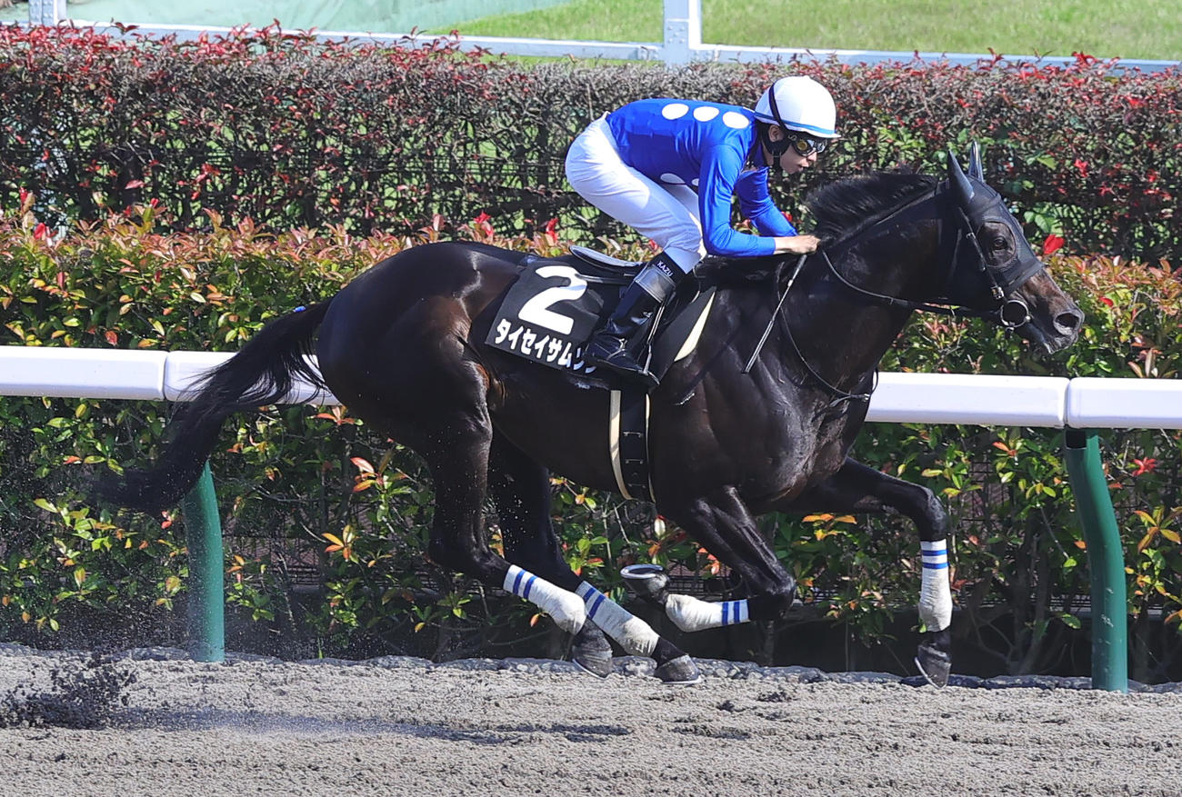 アハルテケSを快勝したタイセイサムソンと横山和騎手（撮影・野上伸悟）
