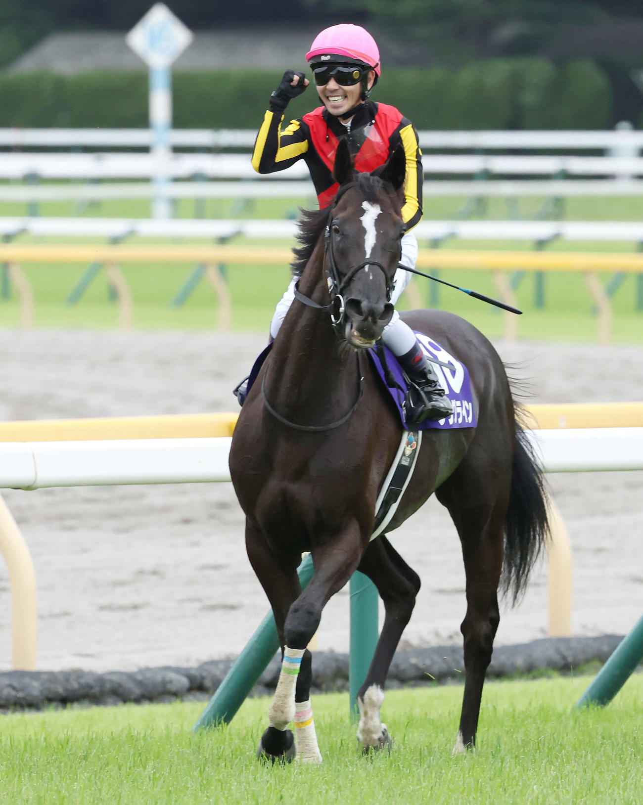 ソングラインで安田記念を制してガッツポーズで喜ぶ戸崎騎手（撮影・丹羽敏通）