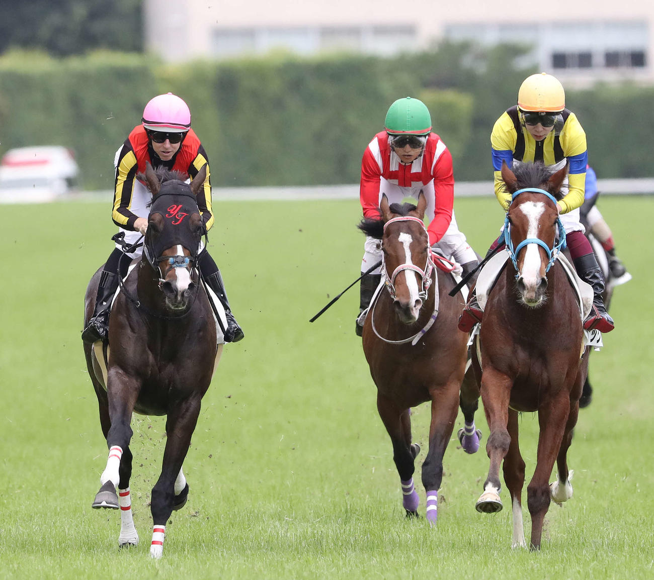 東京6R、デビュー戦を制したバスターコール（左）、2着ピックアチェリー（右）（撮影・丹羽敏通）