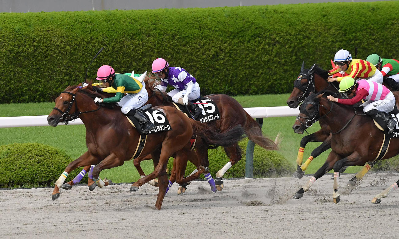 松風月ステークスを1着でゴールしたオーロラテソーロ（撮影・滝沢美穂子）