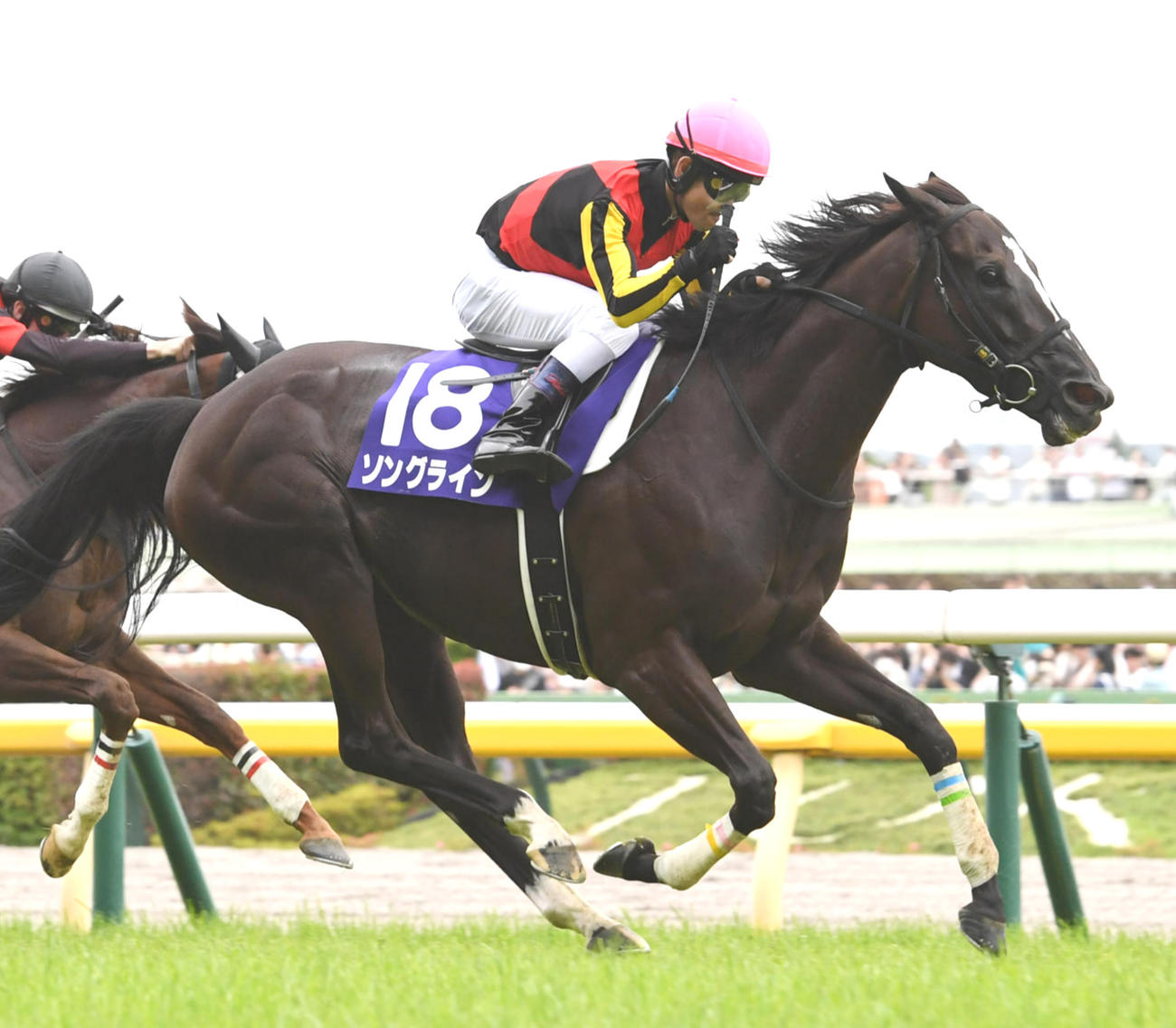 安田記念を制したソングライン（2023年6月4日撮影）