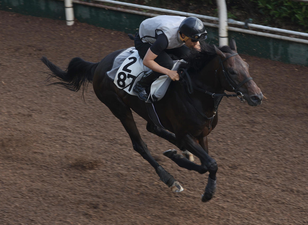 坂路で追い切るエアロロノア
