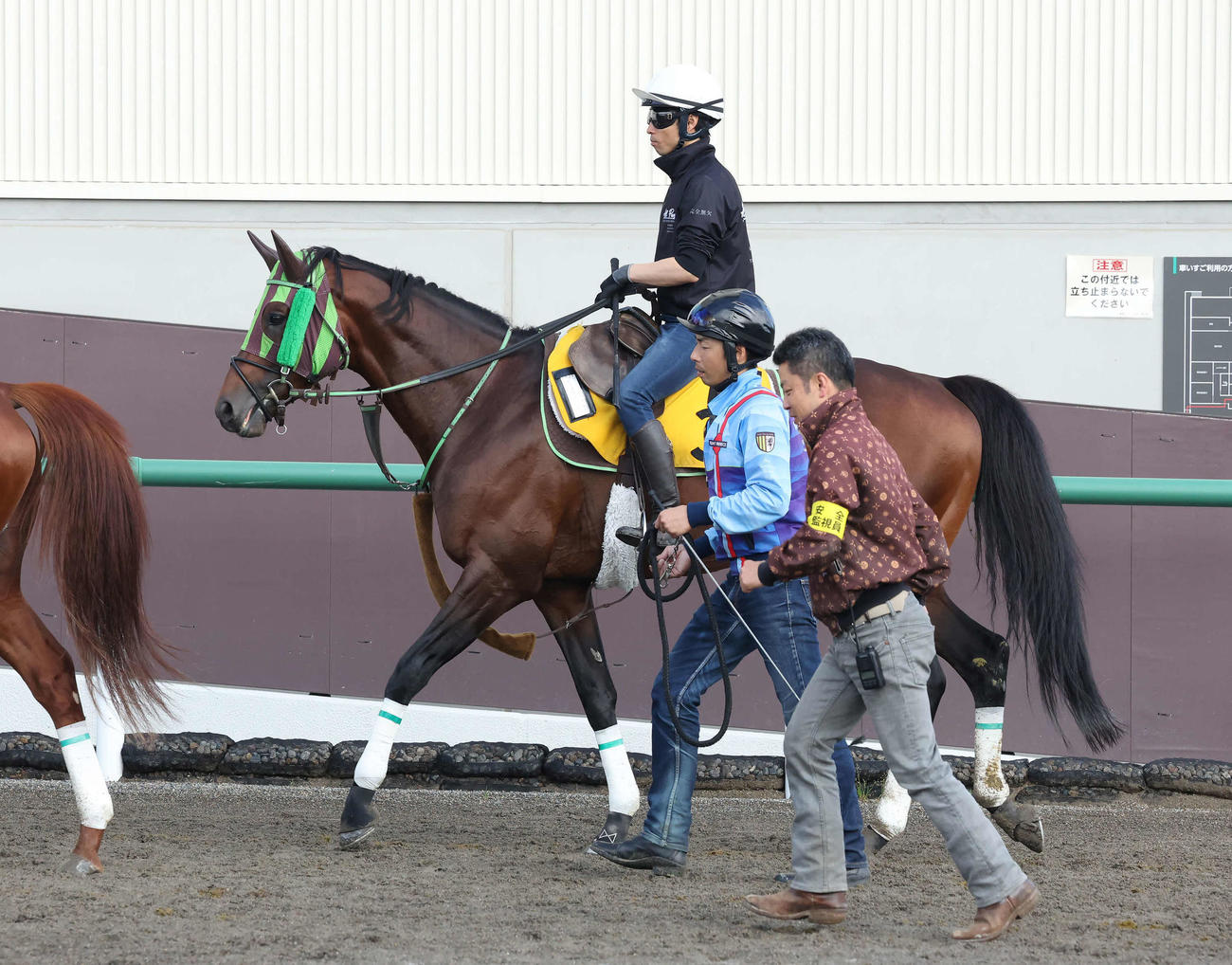 馬場へ向かうピースワンパラディ。手前は大竹師（撮影・丹羽敏通）