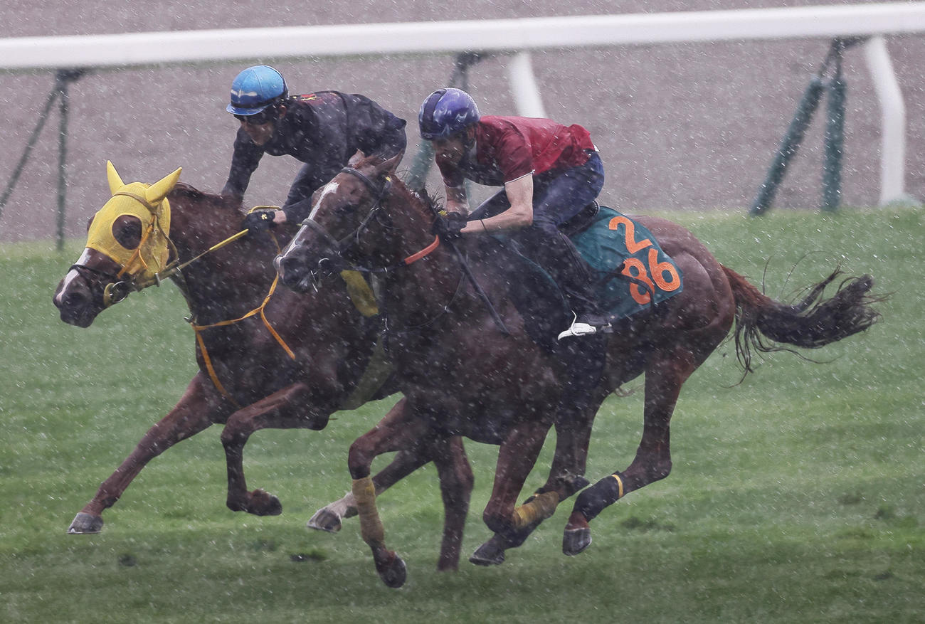 横山武史騎手を背に、函館芝コースで併せ馬で追い切られるスカイキャンバス（外）