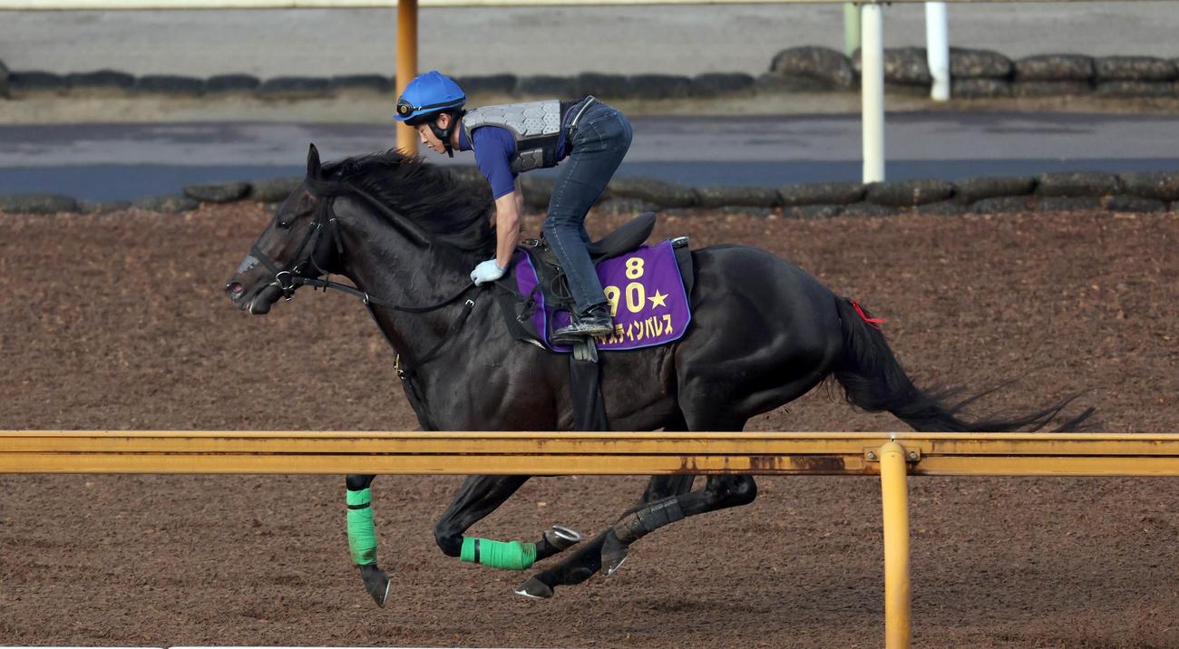 高倉騎手を背にキャンターでCウッドを駆け抜けるジャスティンパレス