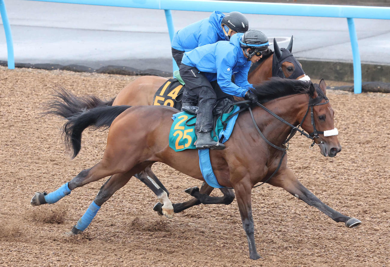 ミッキーアプローズ（手前）は美浦ウッドを併せ馬で追い切られた（撮影・丹羽敏通）