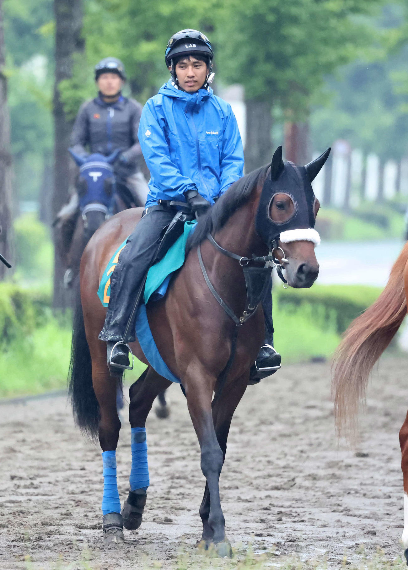乗り運動する国枝厩舎の2歳新馬ミッキーアプローズ（撮影・丹羽敏通）