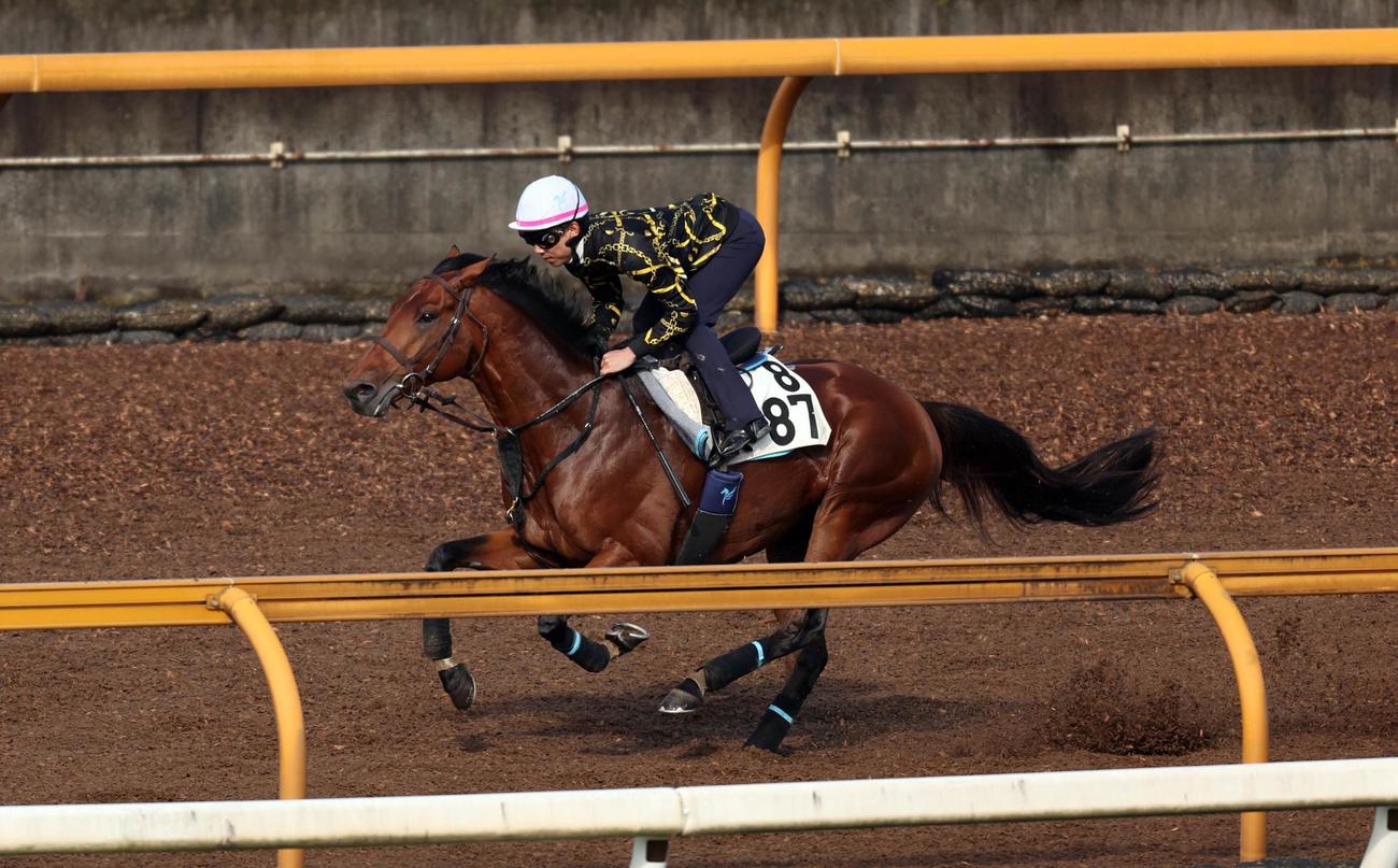 安田翔師を背にジャスティンカフェはCウッドコースで追い切られた