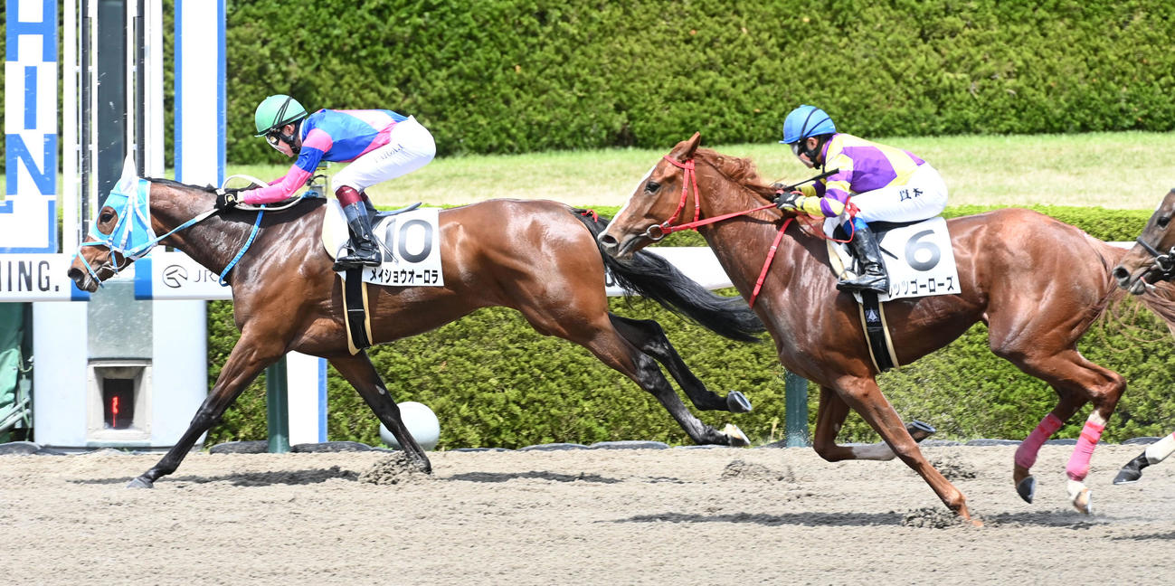 3歳1勝クラスを制したメイショウオーロラ（2023年4月16日撮影）
