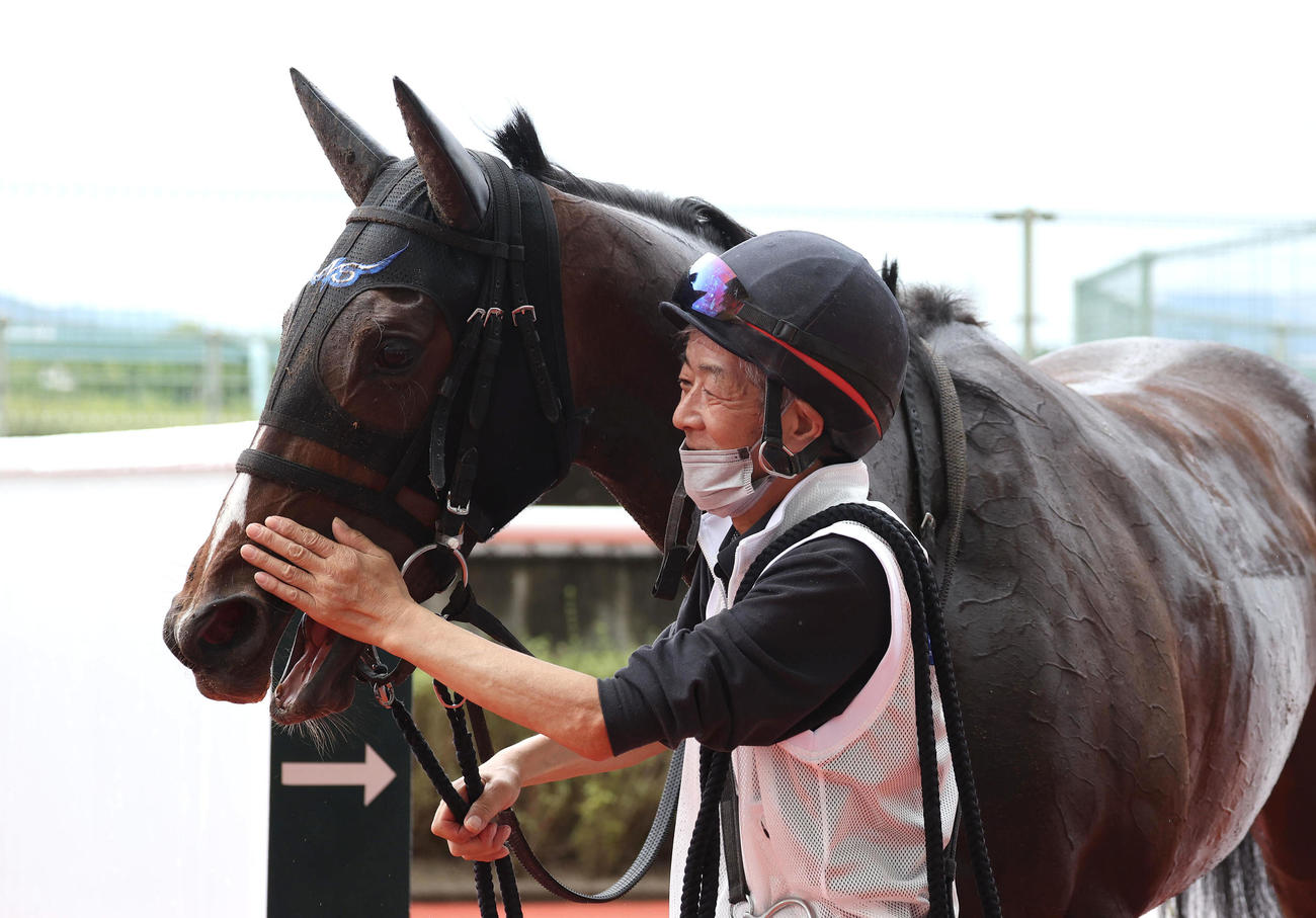 阪神6R、5着でレースを終えたホウオウロザリーをなでる今浪厩務員（撮影・白石智彦）