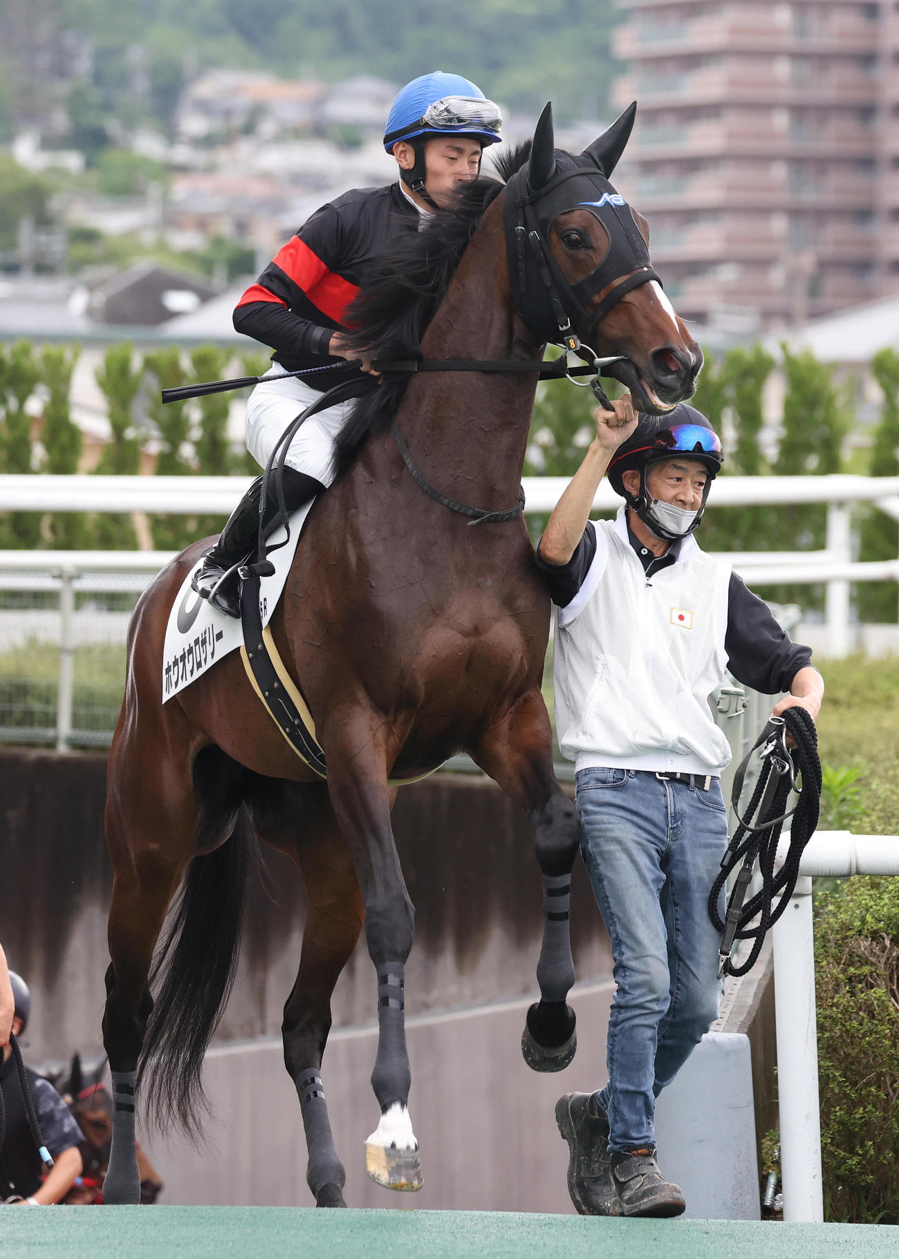 阪神6R、ホウオウロザリーを持って馬場入りする今浪厩務員（撮影・白石智彦）