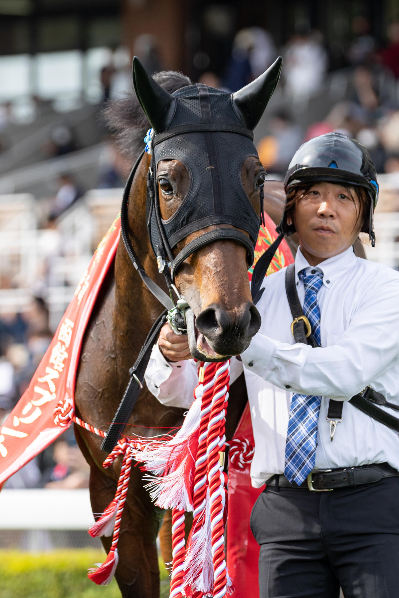 函館スプリントSを制したキミワクイーン（撮影・村野早祐）