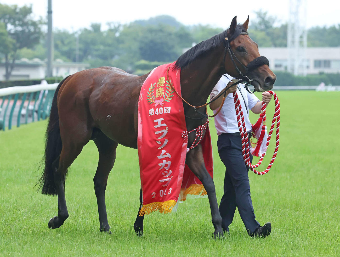 東京11R、エプソムCを制したジャスティンカフェ（撮影・丹羽敏通）