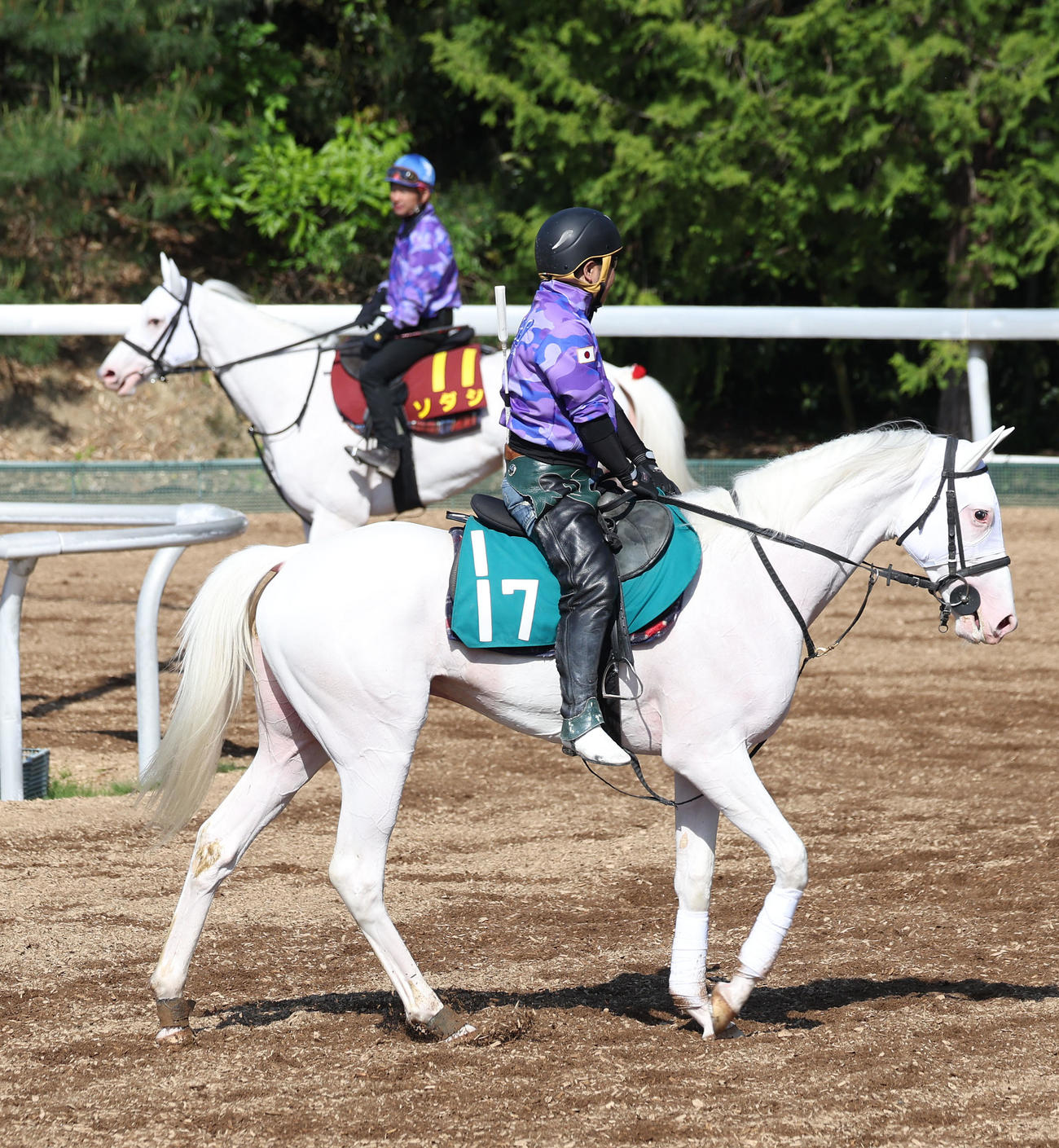 角馬場で運動するカルパ（手前）とソダシ（2023年5月10日撮影）