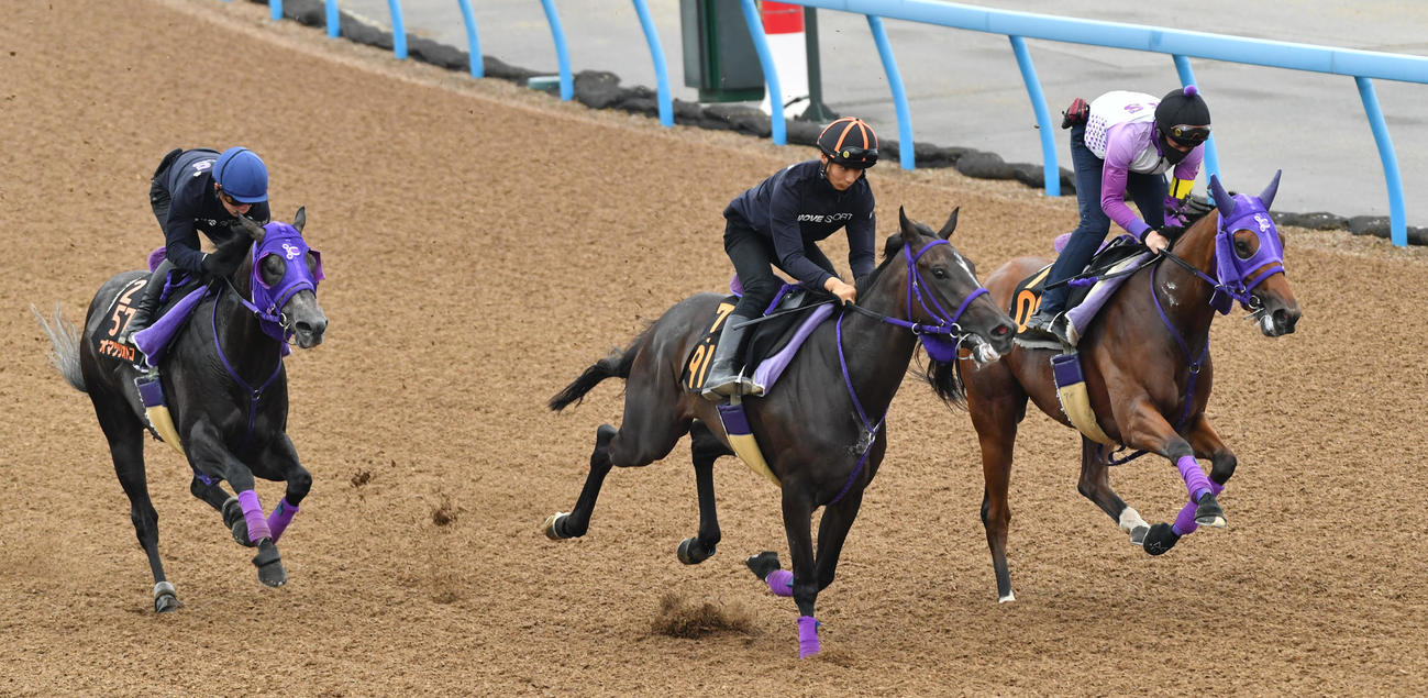 オマツリオトコ（左）はタイセイドルチェ（中央）、ピッチパーフェクトと併せて追い切る（撮影・柴田隆二）