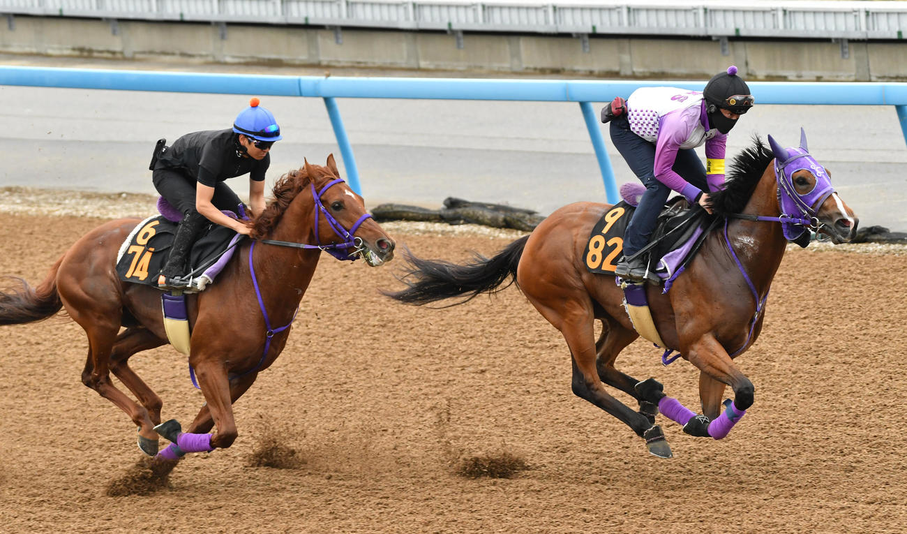 ニシノカシミヤ（右）はシリアルノヴェルと併せて追い切る（撮影・柴田隆二）