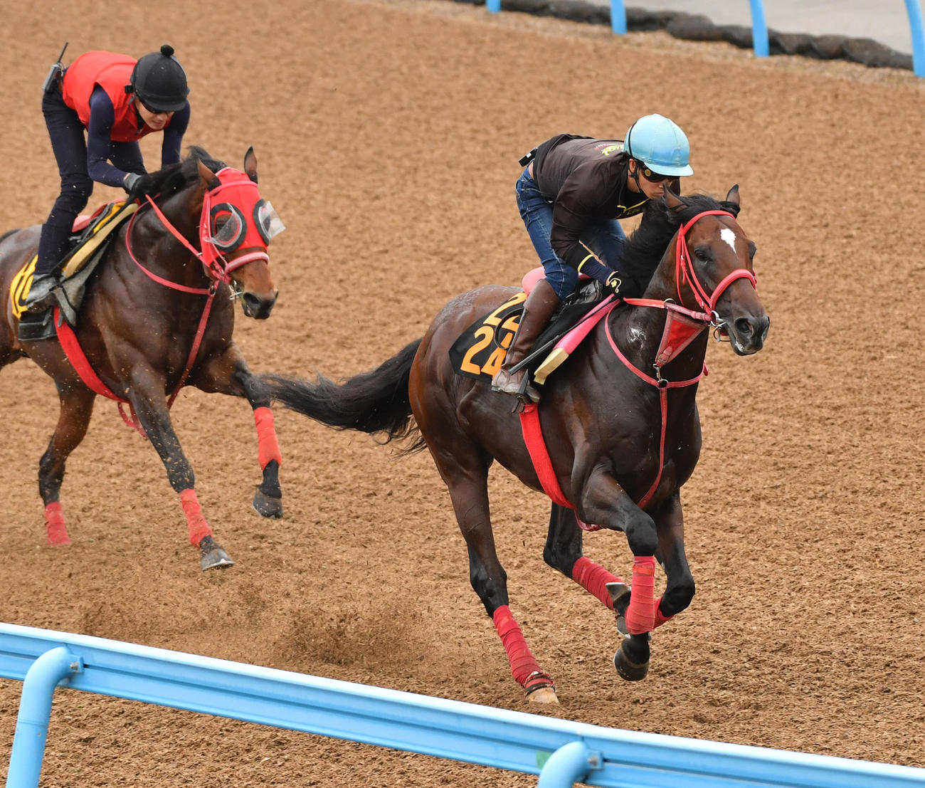 ハードワイヤード（右）はソウテン、アドマイヤルプスと併せて追い切る（撮影・柴田隆二）