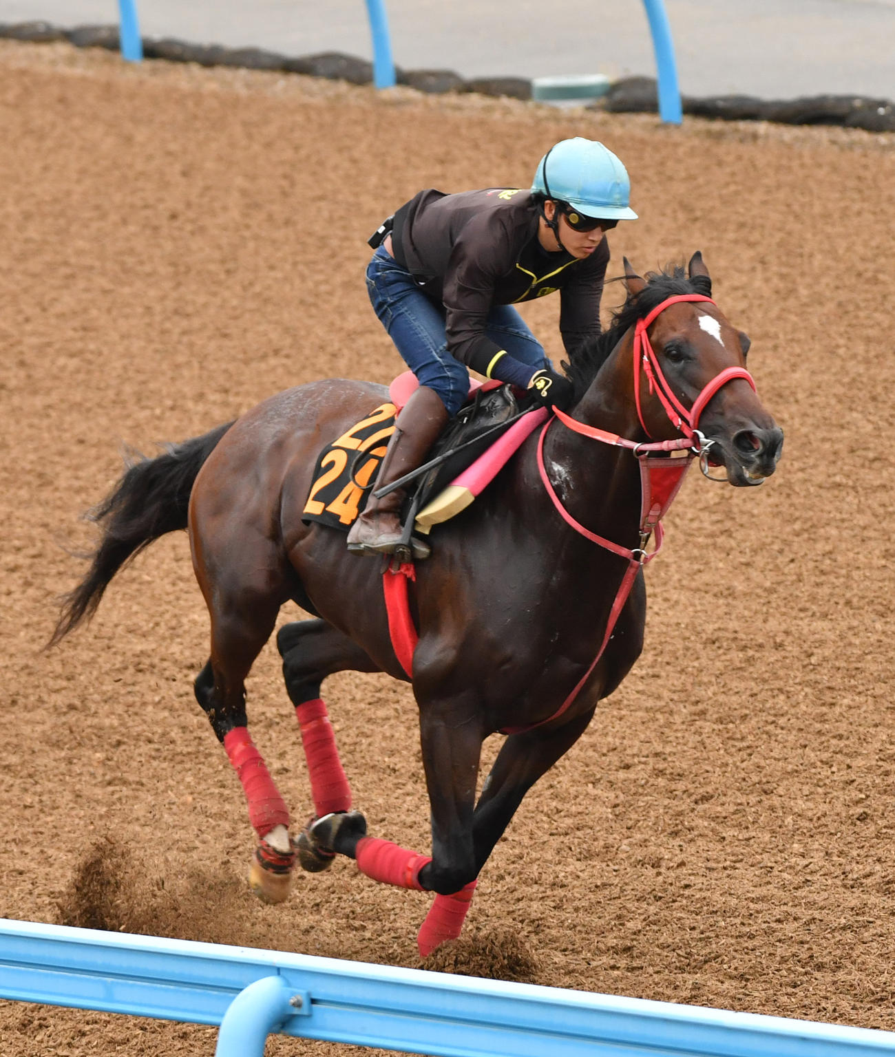 ハードワイヤードはソウテン、アドマイヤルプスと併せて追い切る（撮影・柴田隆二）