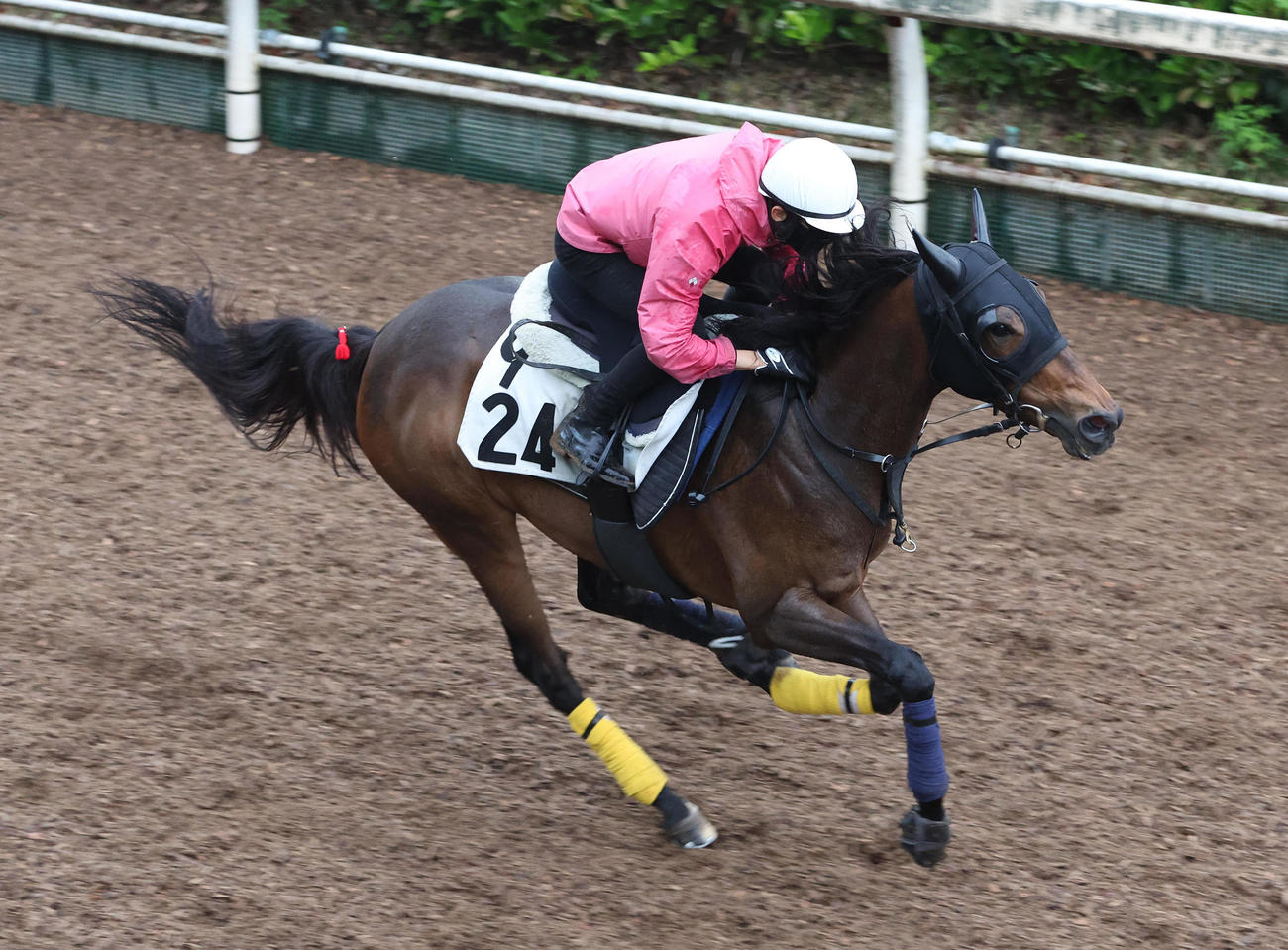 藤岡康騎手を背に坂路を単走で追い切るシャーレイポピー（撮影・白石智彦）