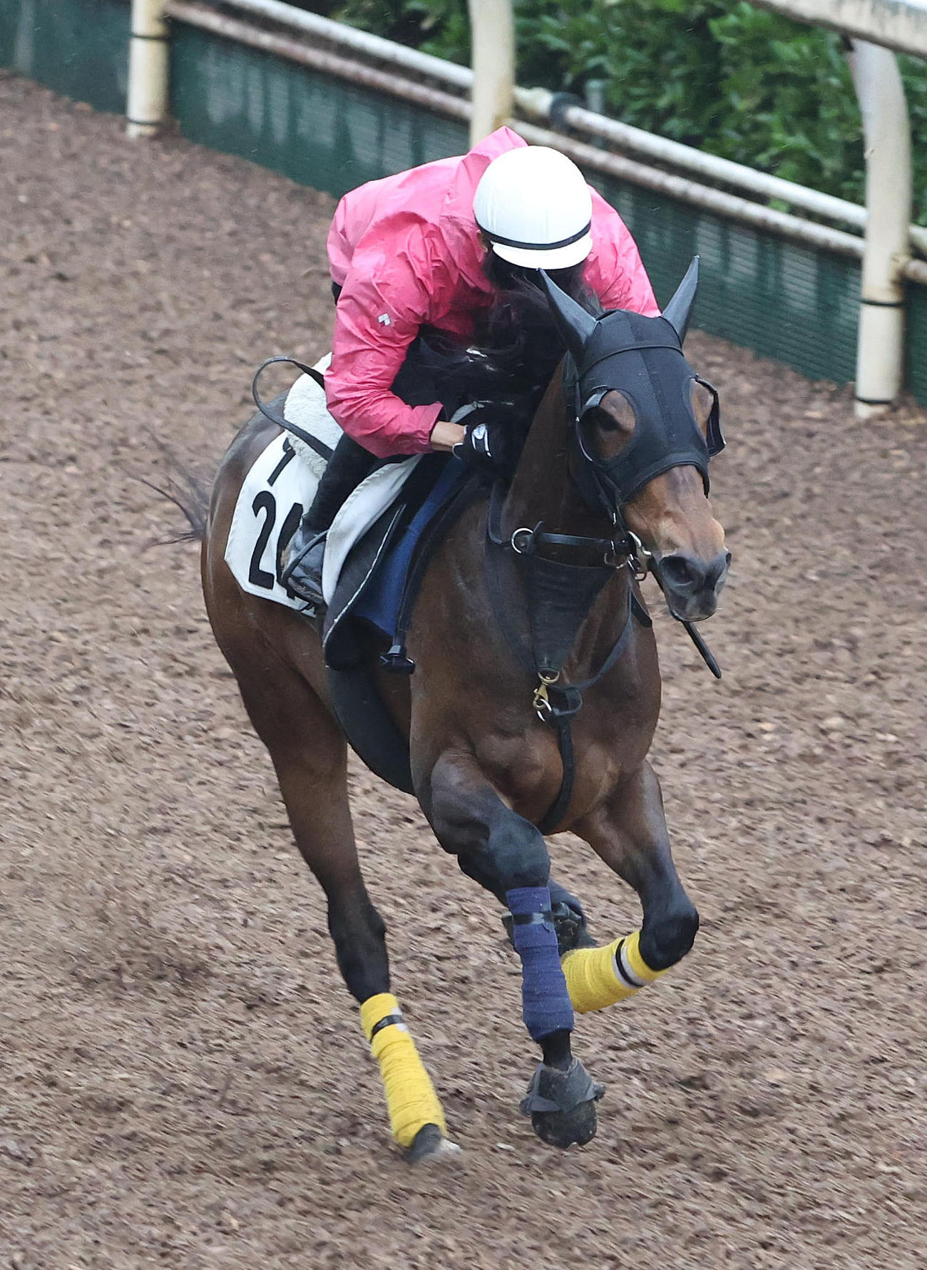 藤岡康騎手を背に坂路を単走で追い切るシャーレイポピー（撮影・白石智彦）