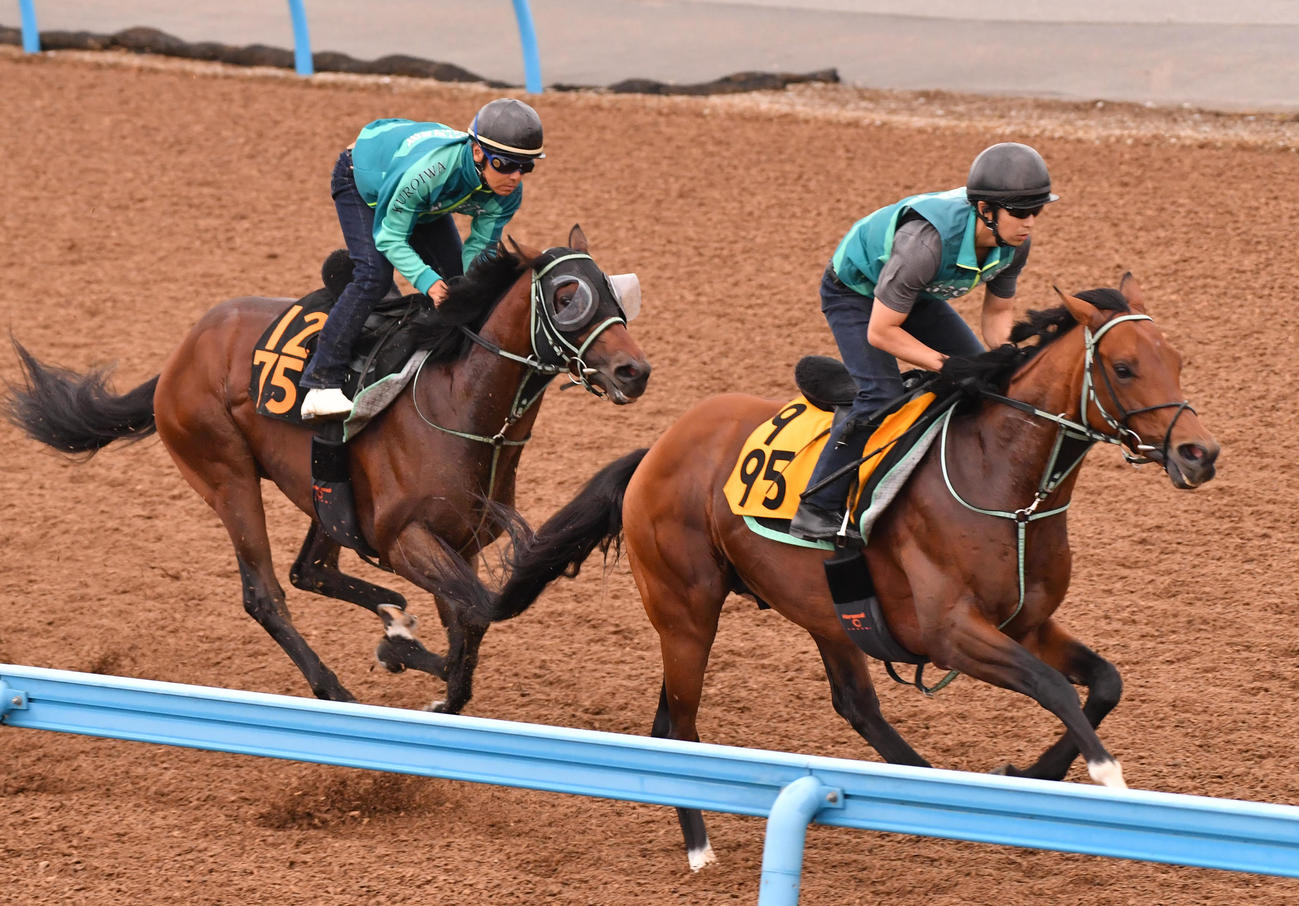 ペリエール（左）はセブンフォールドと併せて追い切る（撮影・柴田隆二）