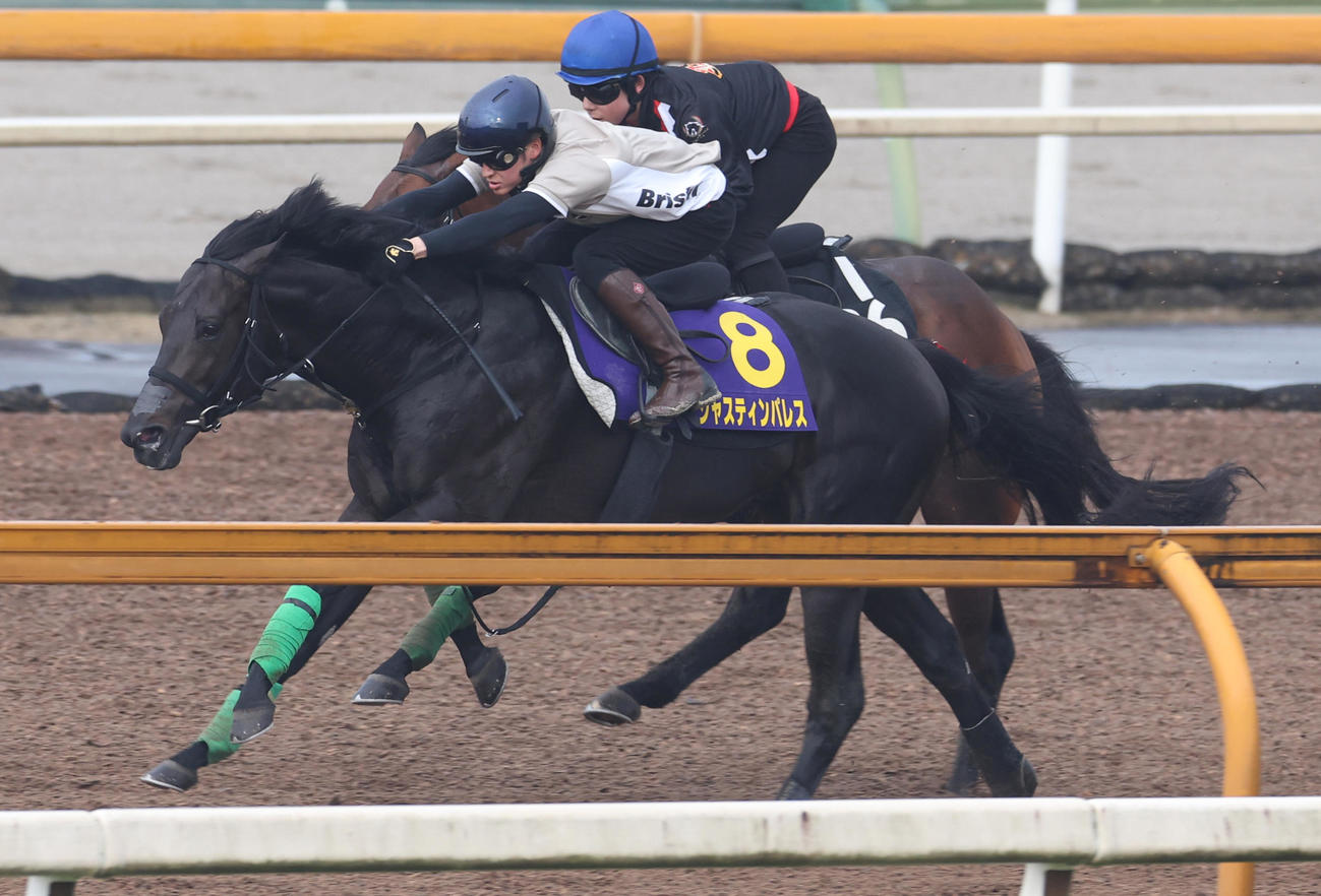鮫島駿騎手を背に、Cウッドにて併せ馬で追い切るジャスティンパレス