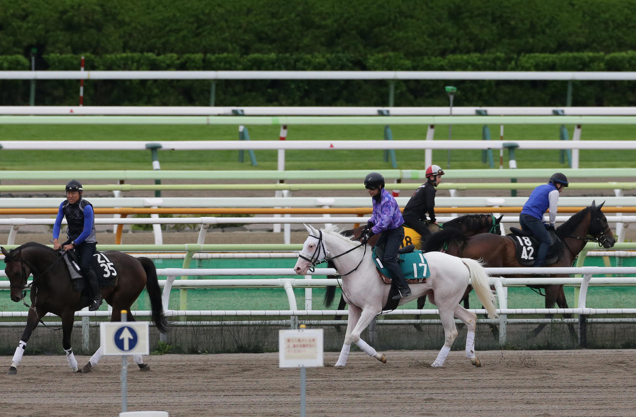 ソダシの半弟カルパは、函館競馬場で調整を積む