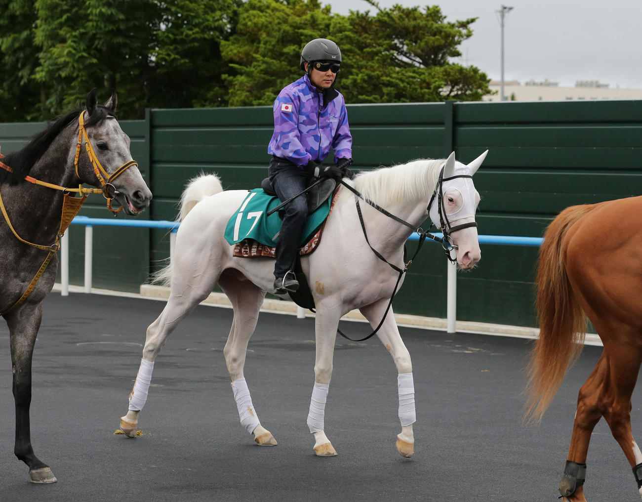 ソダシの半弟カルパは、函館競馬場で調整を積む