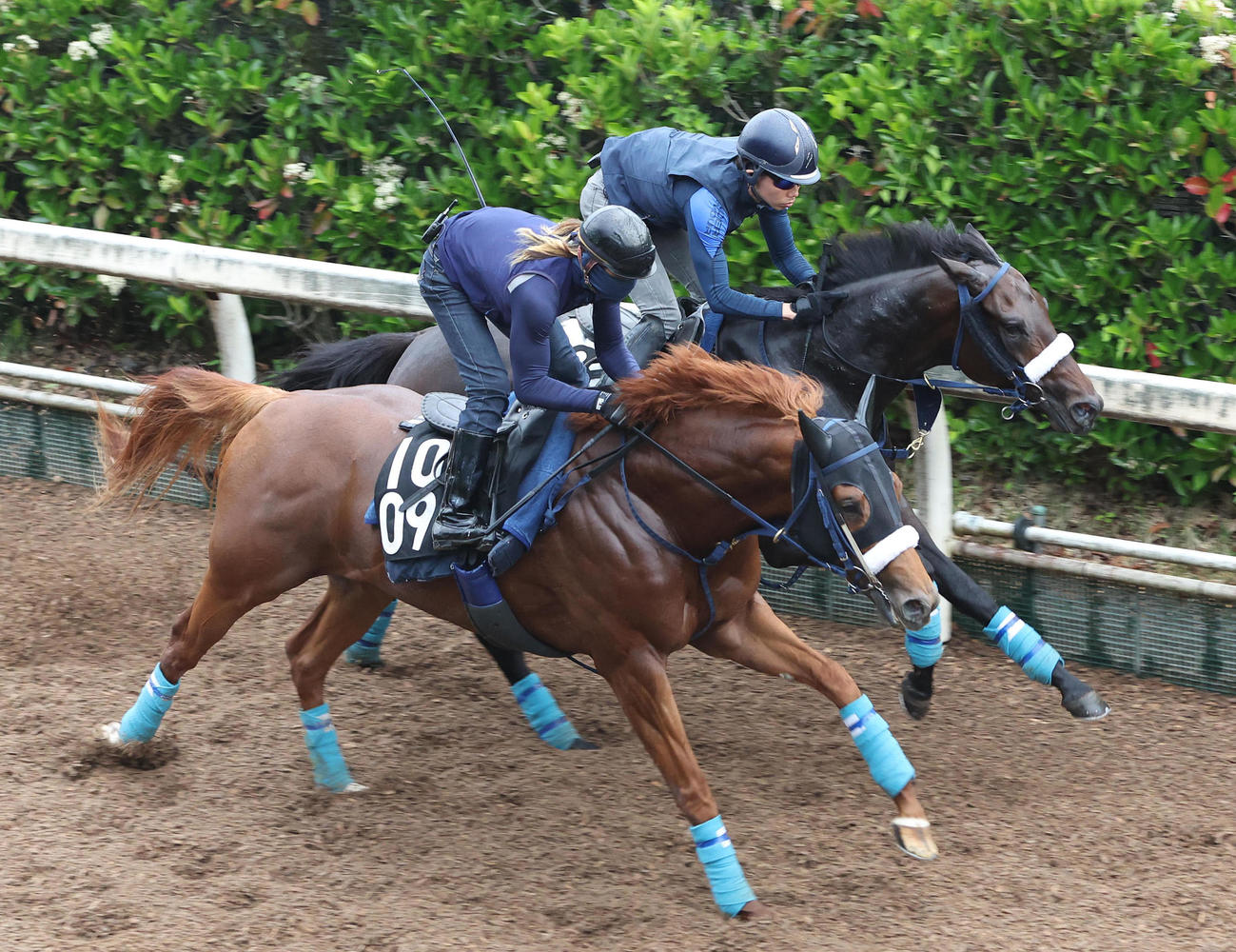 坂路を併せ馬で追い切るヘンリー（手前）とディクテオン（撮影・白石智彦）