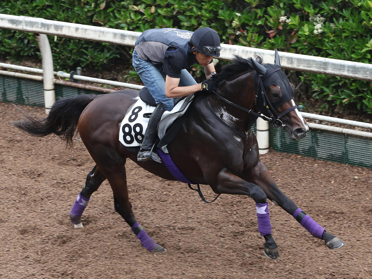 藤岡康騎手を背に坂路を単走で追い切るジャスティンスカイ（撮影・白石智彦）