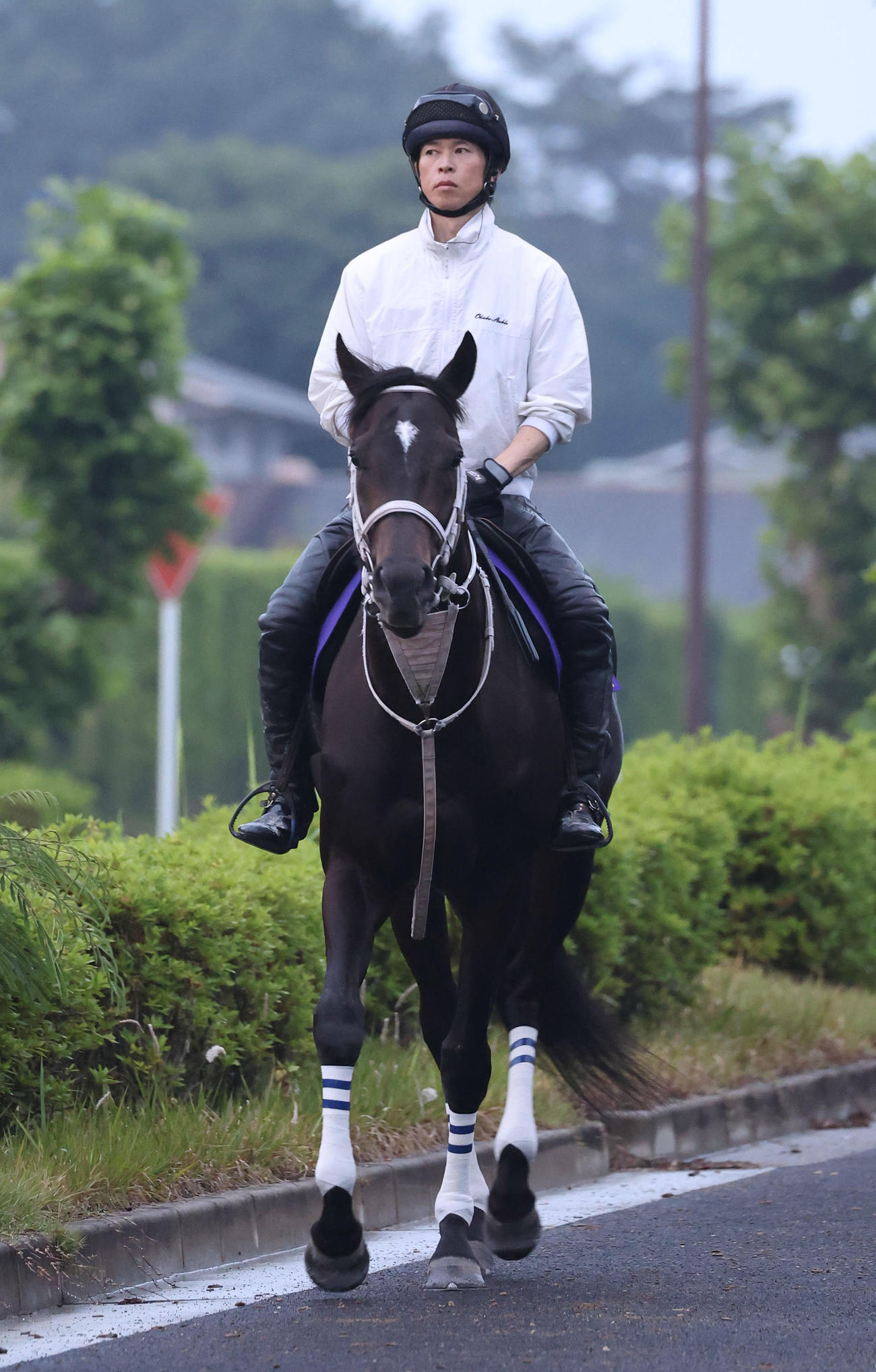 厩舎周りで運動するディープボンド（撮影・白石智彦）