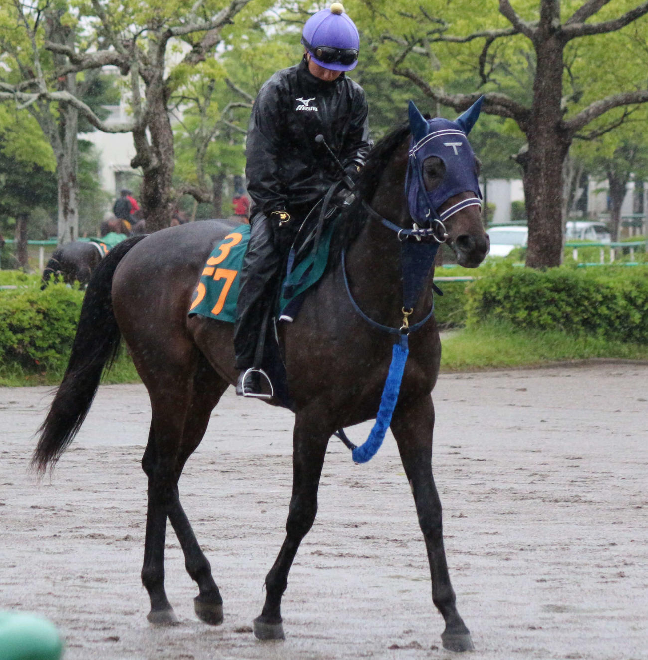 日曜東京5Rでデビューする手塚厩舎のマウリノ