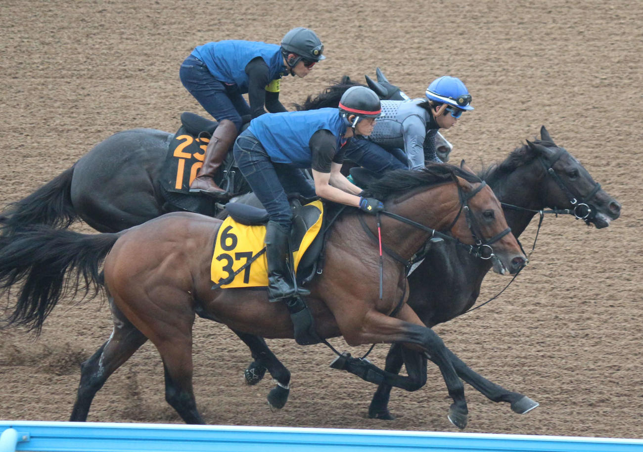 土曜東京5Rでデビューする嘉藤厩舎のグラビティブラスト（3頭の真ん中）