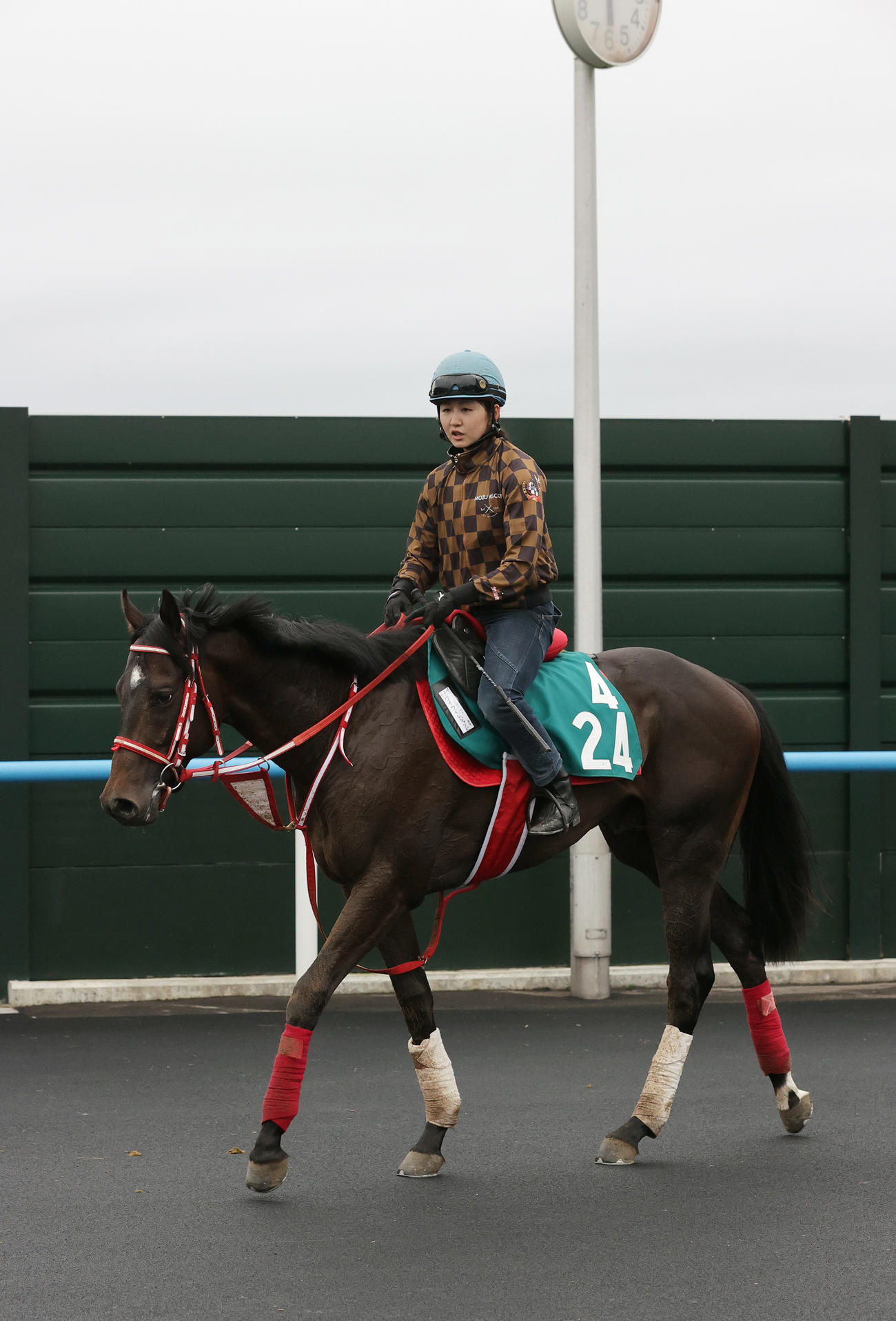 今週デビュー予定のワイワイレジェンドは、13日、函館競馬場で調整を積む