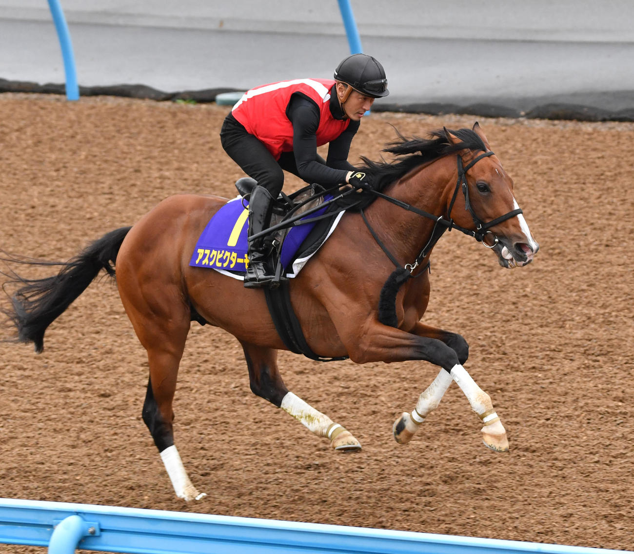 ウッドチップで追い切るアスクビクターモア（撮影・柴田隆二）