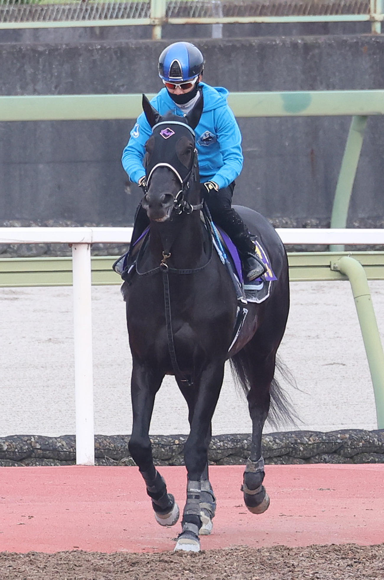 松山騎手を背に馬場入りするヴェラアズール（撮影・白石智彦）
