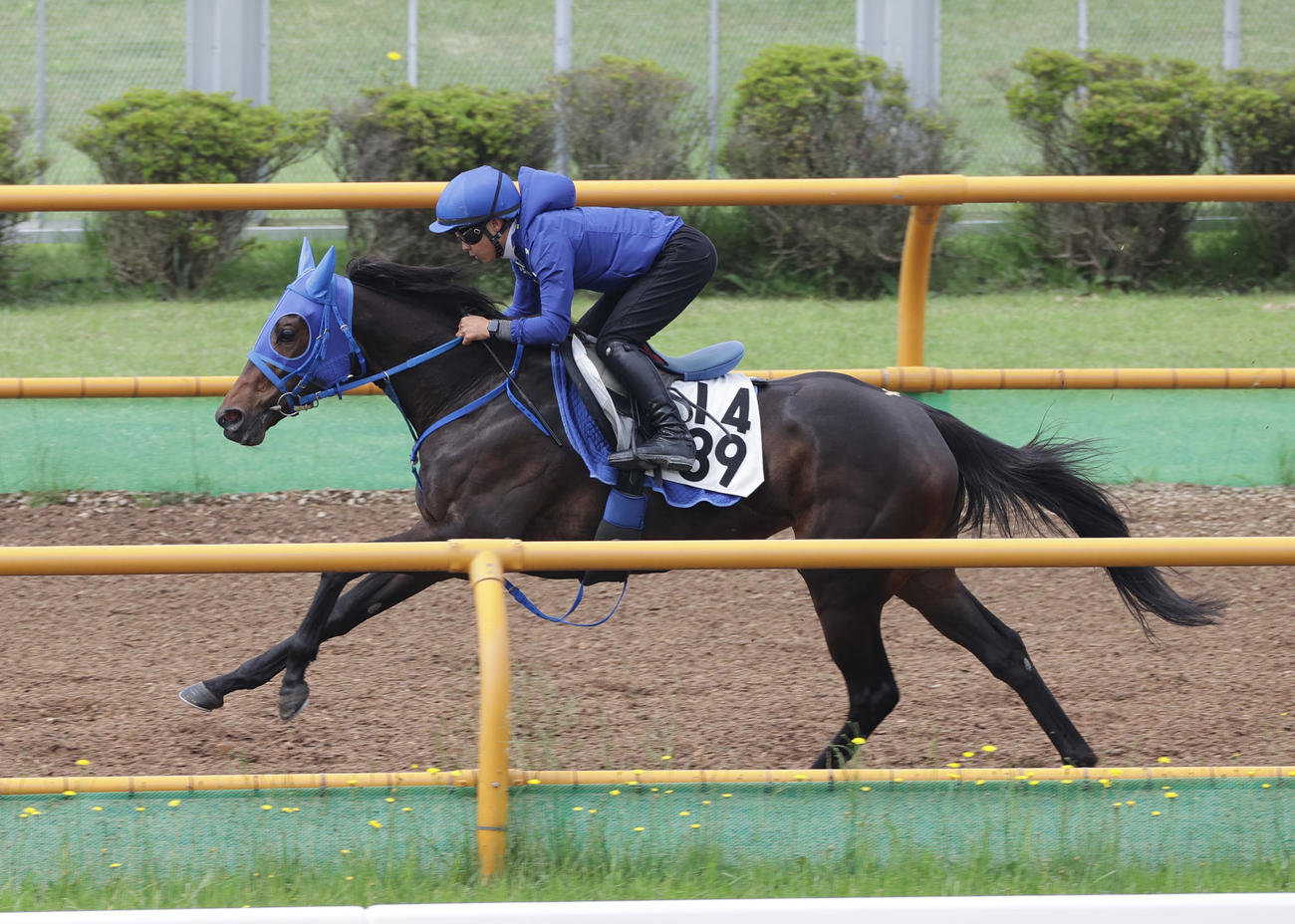14日、小沢騎手を背に、函館ウッドチップコースで追い切られるドロップオブライト